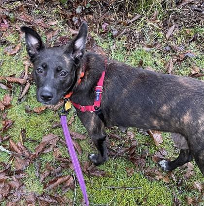 Mini, ADOPTABLE, Adult Female Mixed Breed.