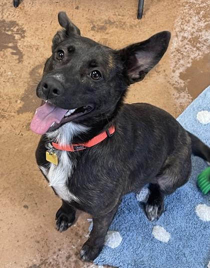 Enlarge Mini, a ADOPTABLE Mixed Breed in Stanwood, WA image 2/3