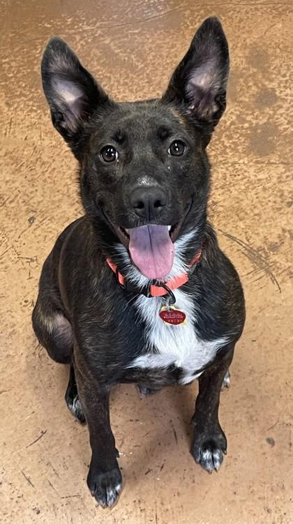 Mini, ADOPTABLE, Adult Female Mixed Breed.