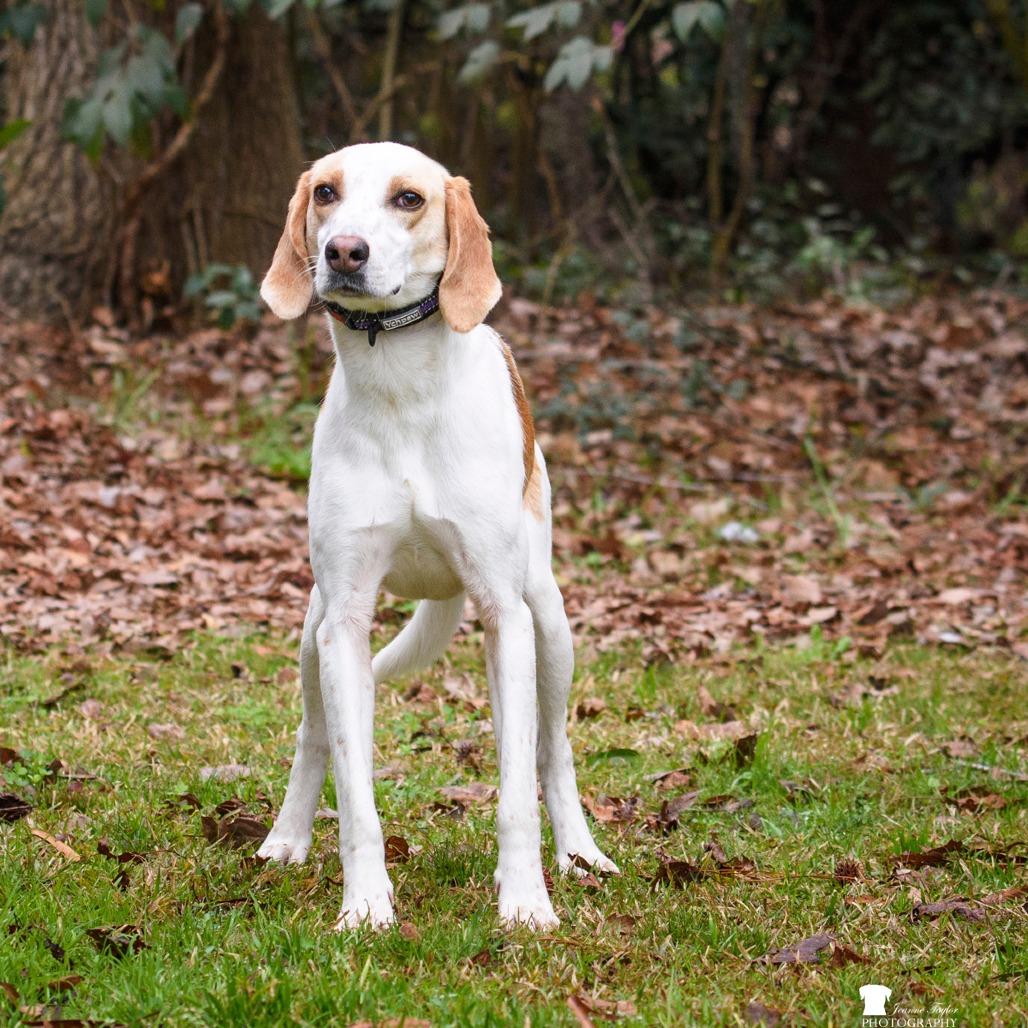 Enlarge Tonka, a Adoptable Hound in Summerville, SC image 2/3