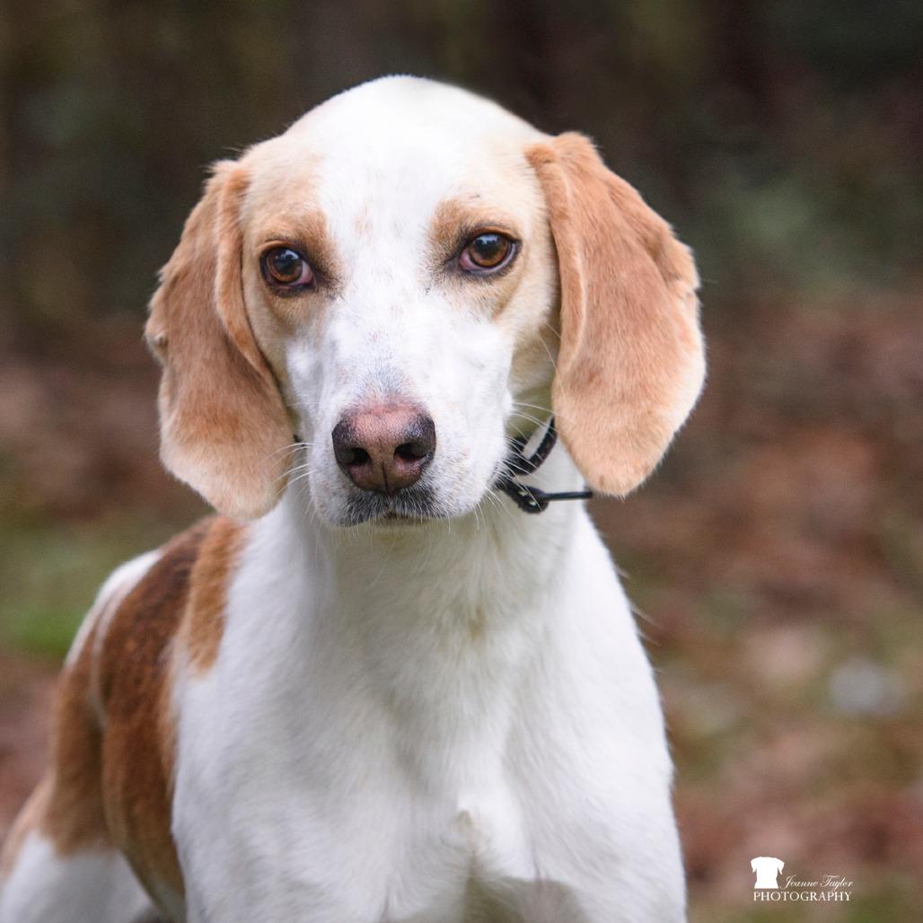 Enlarge Tonka, a Adoptable Hound in Summerville, SC image 3/3