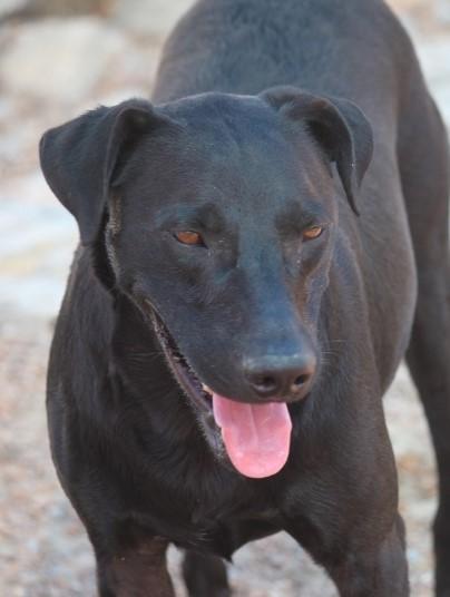 Enlarge Wes Craven, a Adoptable mixed breed in Wynne, AR image 4/10