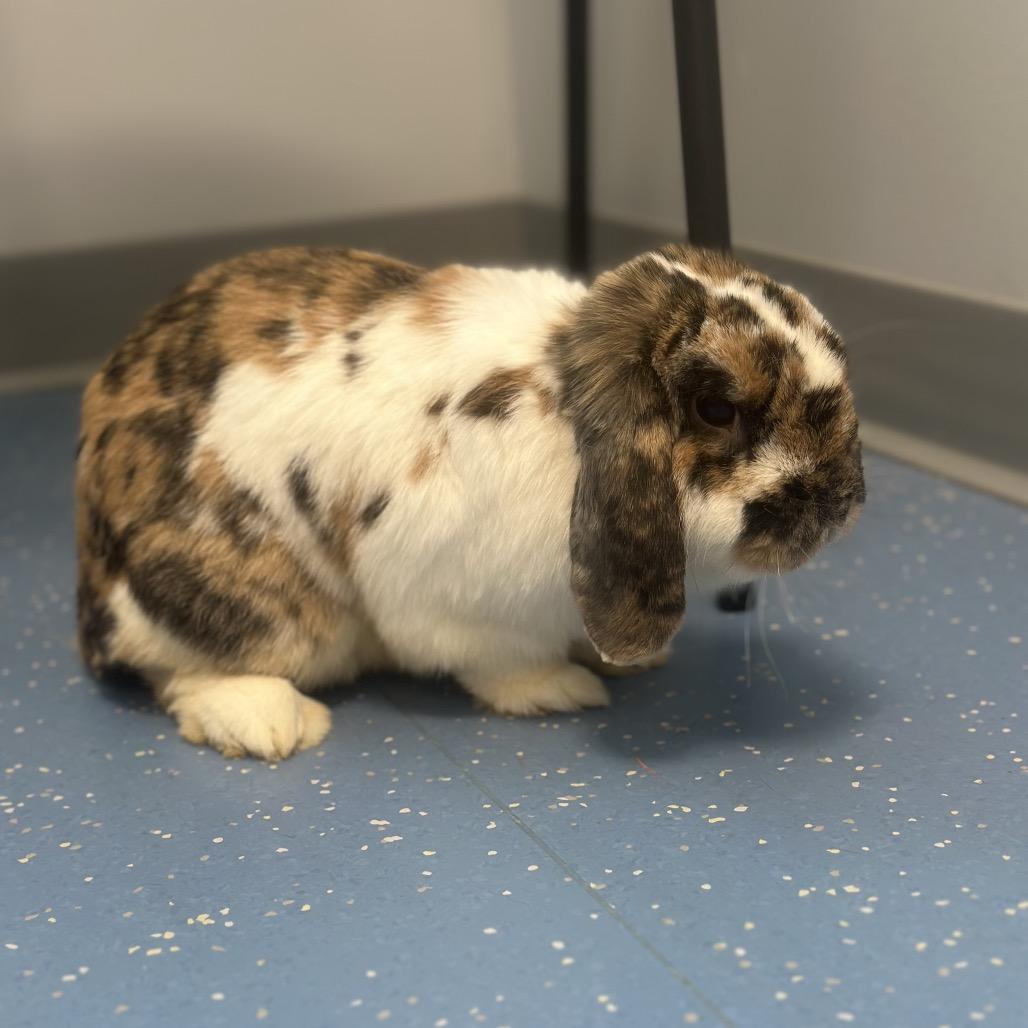 Enlarge Cinnamon, a Adoptable American in Watertown, NY image 1/2