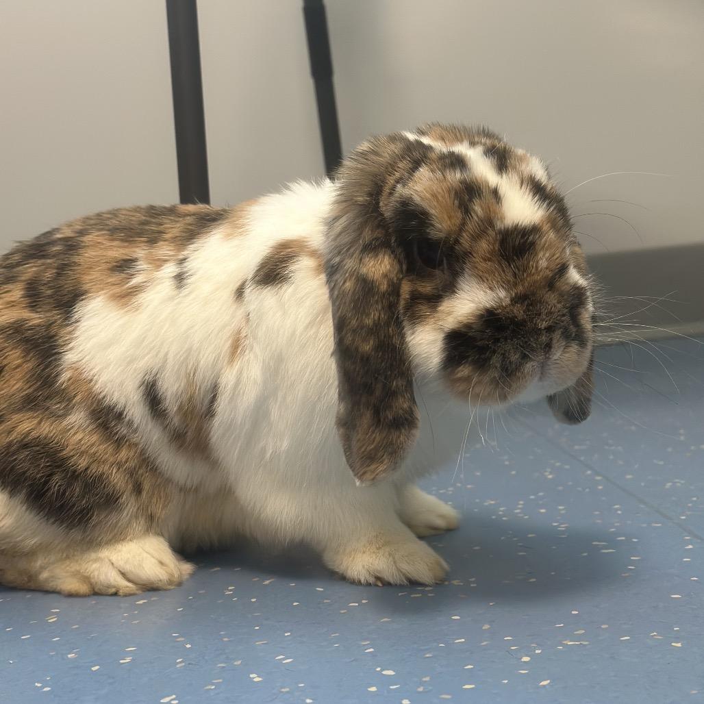 Enlarge Cinnamon, a Adoptable American in Watertown, NY image 2/2