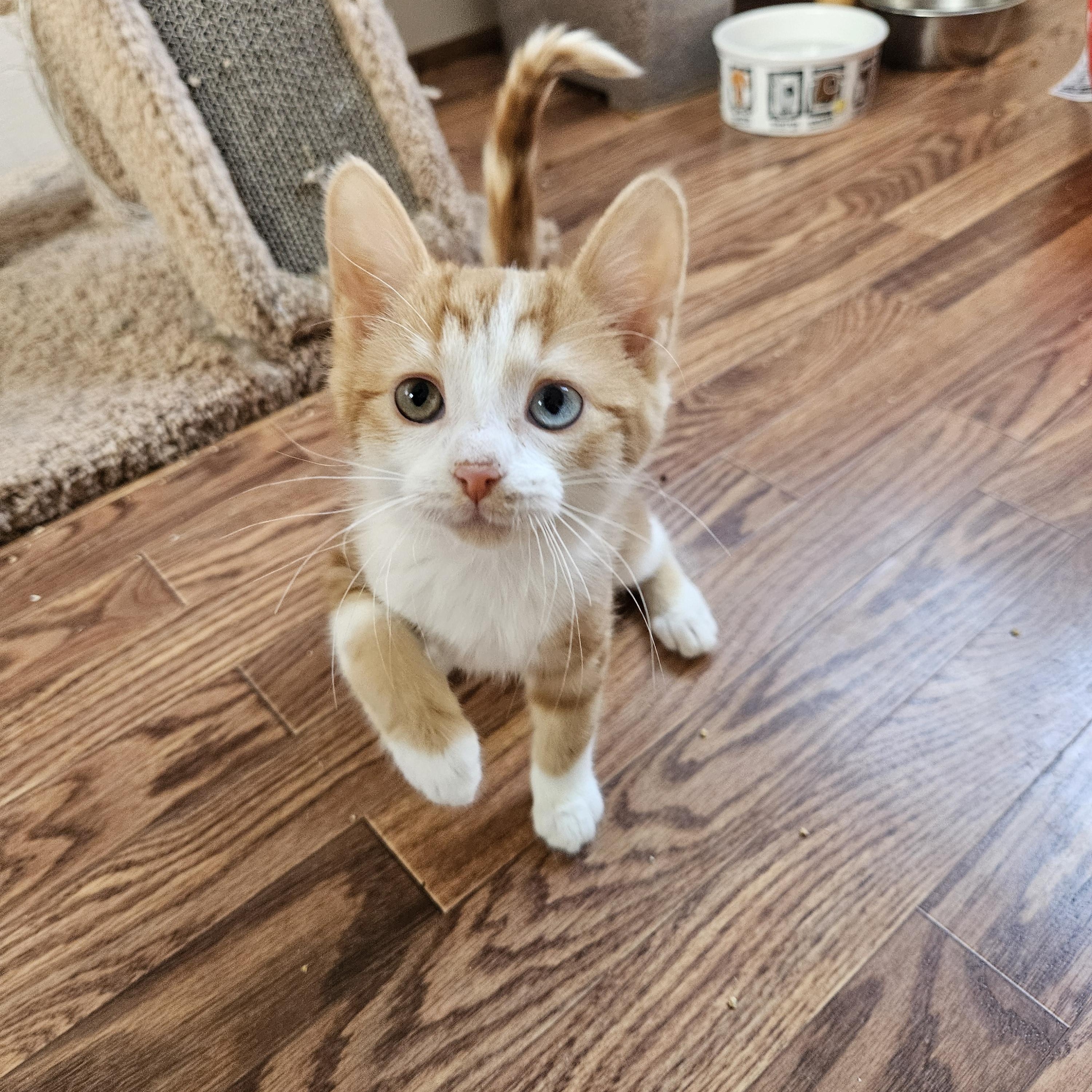 Enlarge Fang, an adopted Domestic Short Hair in Sterling Heights, MI image 1/2