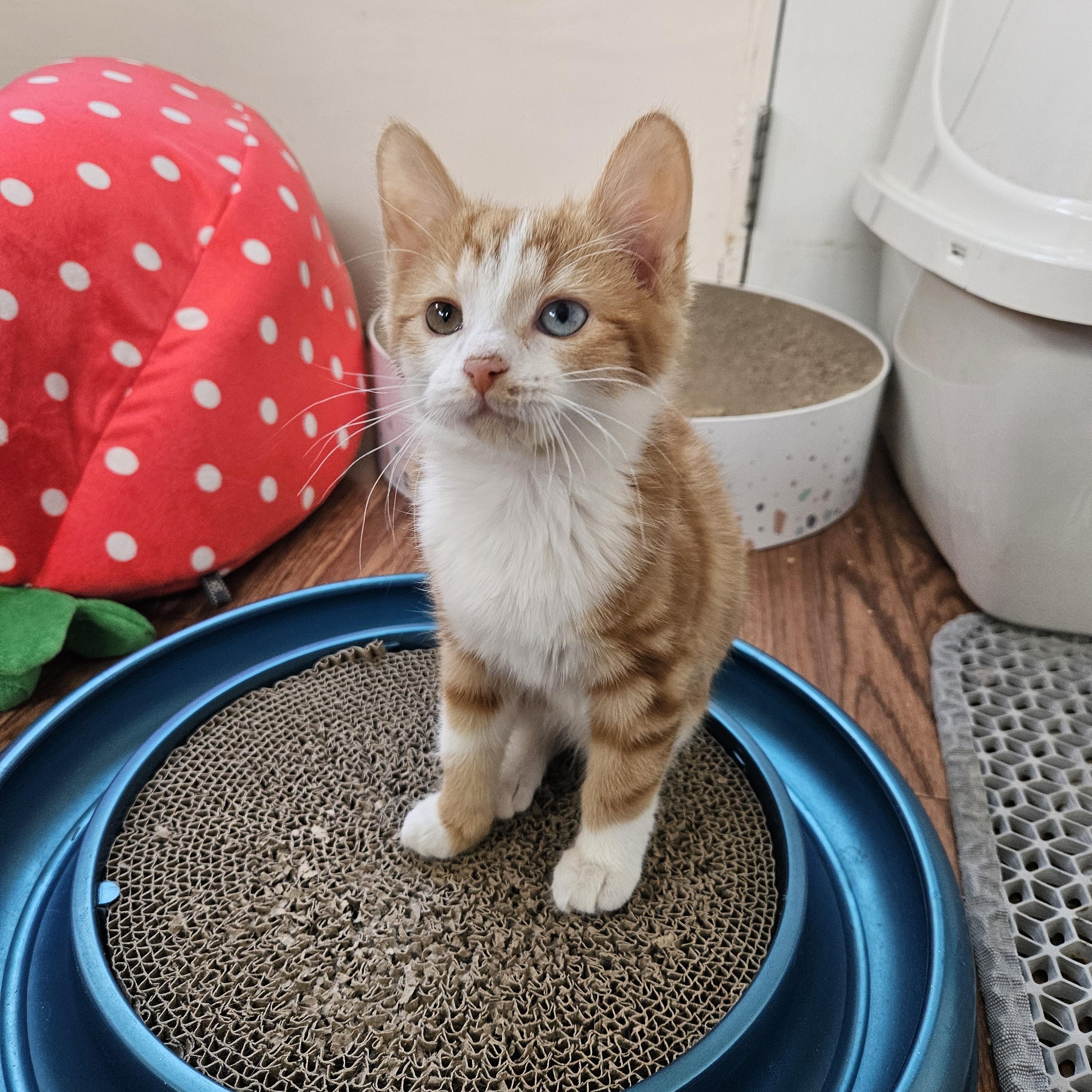 Enlarge Fang, an adopted Domestic Short Hair in Sterling Heights, MI image 2/2