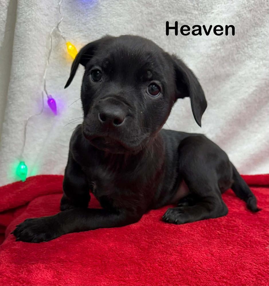 Enlarge Heaven   (AC Babies 2025), a Adoptable mixed breed in Wenonah, NJ image 1/1