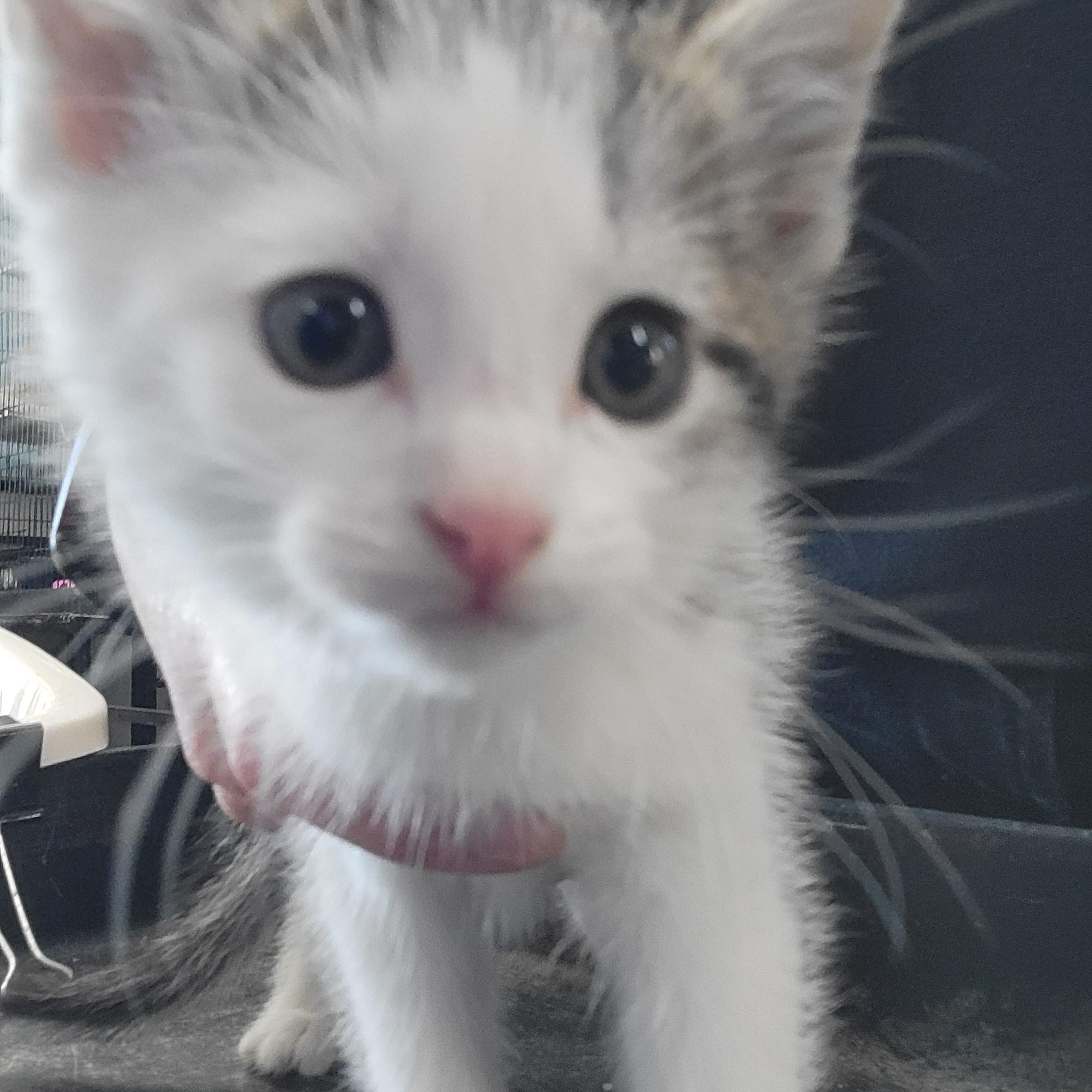 Enlarge Murphy, a ADOPTABLE Domestic Short Hair in Clarinda, IA image 3/3