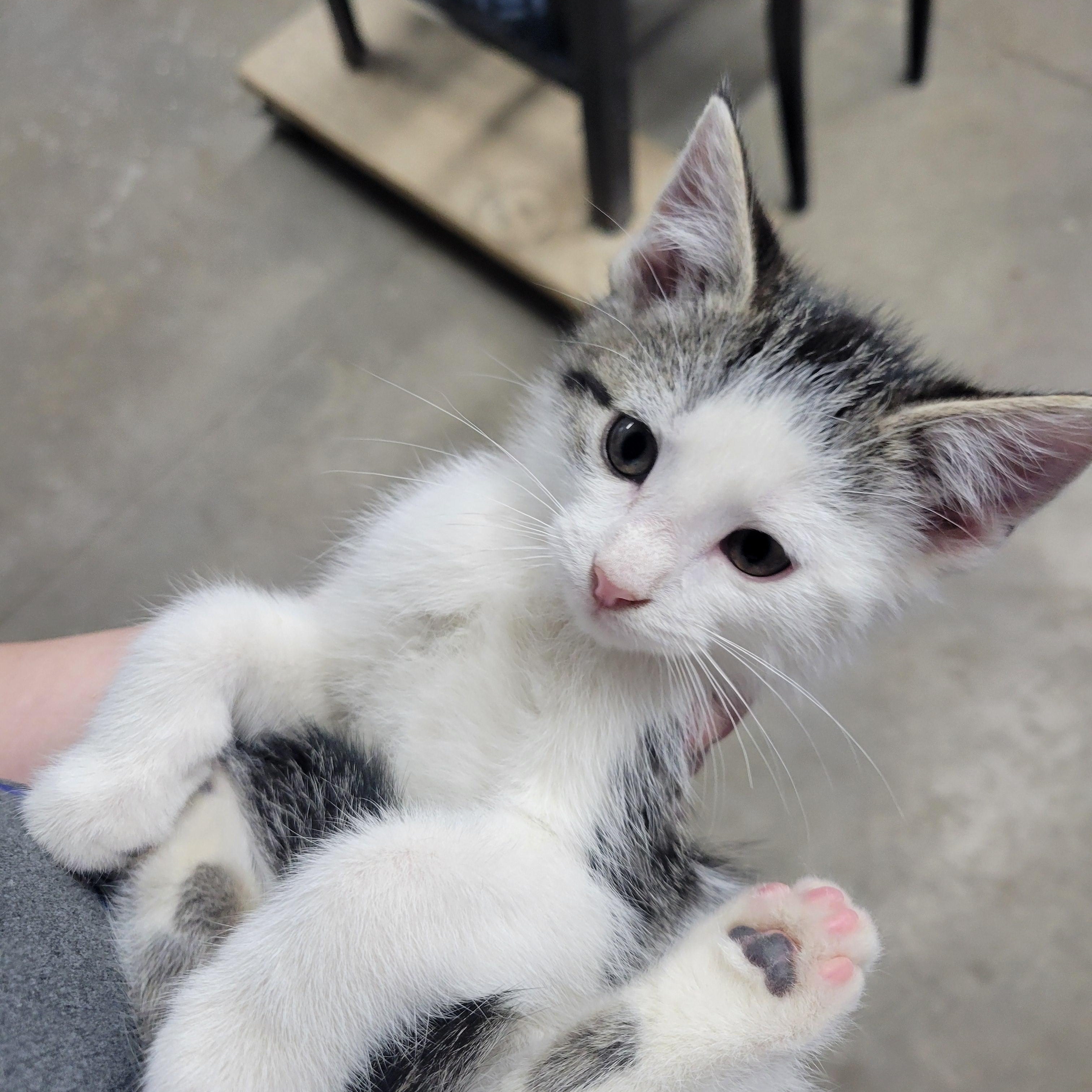 Enlarge Murphy, a ADOPTABLE Domestic Short Hair in Clarinda, IA image 1/3