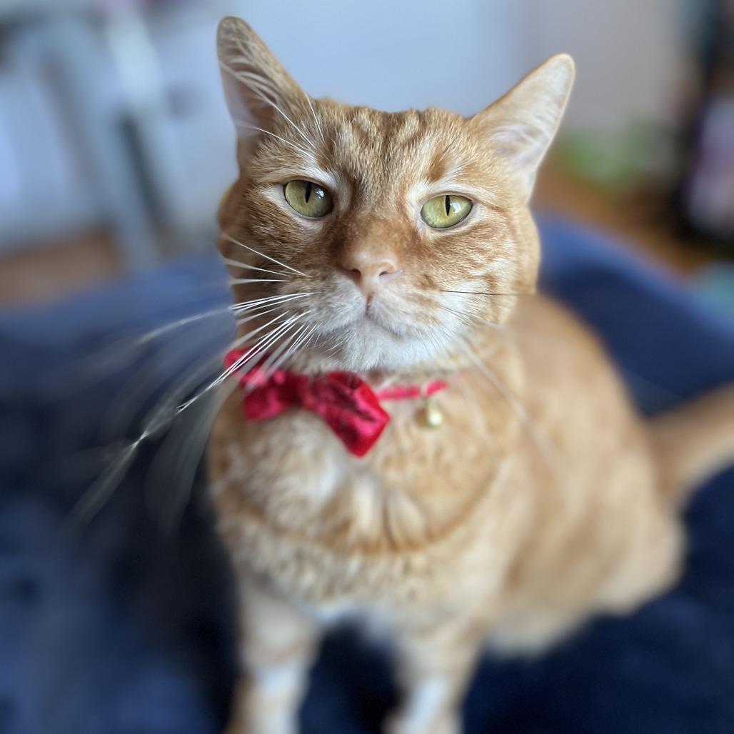 Omelette, Adoptable, Adult Male Domestic Short Hair.