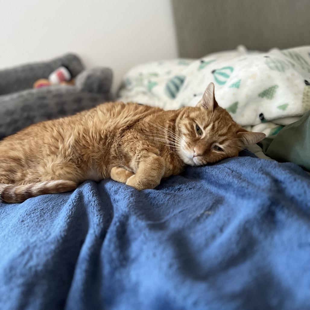 Enlarge Omelette, a Adoptable Domestic Short Hair in Pleasant Hill, CA image 2/3