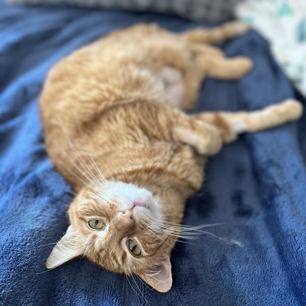 Enlarge Omelette, a Adoptable Domestic Short Hair in Pleasant Hill, CA image 3/3