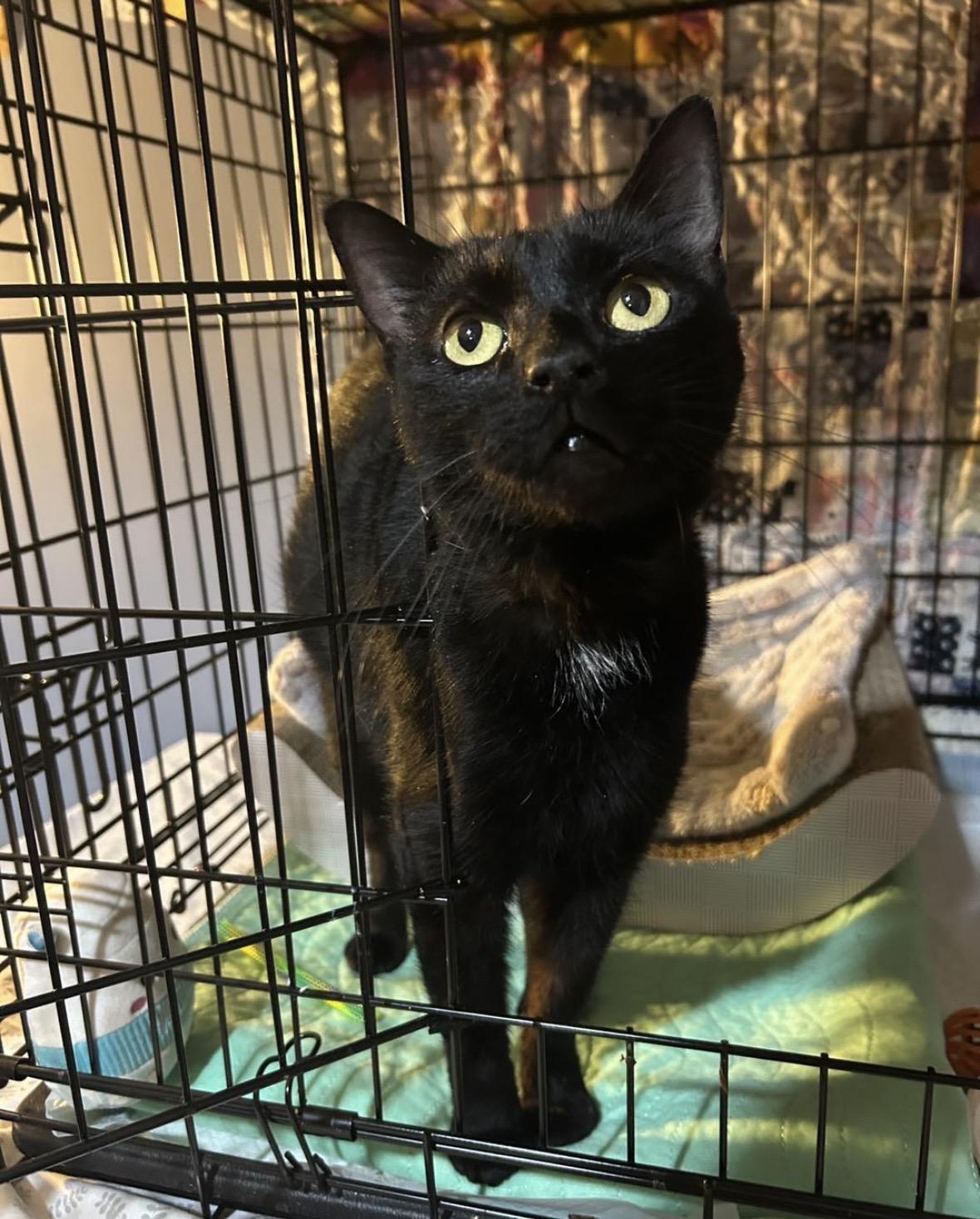 Spaghetti, an adopted Domestic Short Hair in Bellmawr, NJ image 4/5