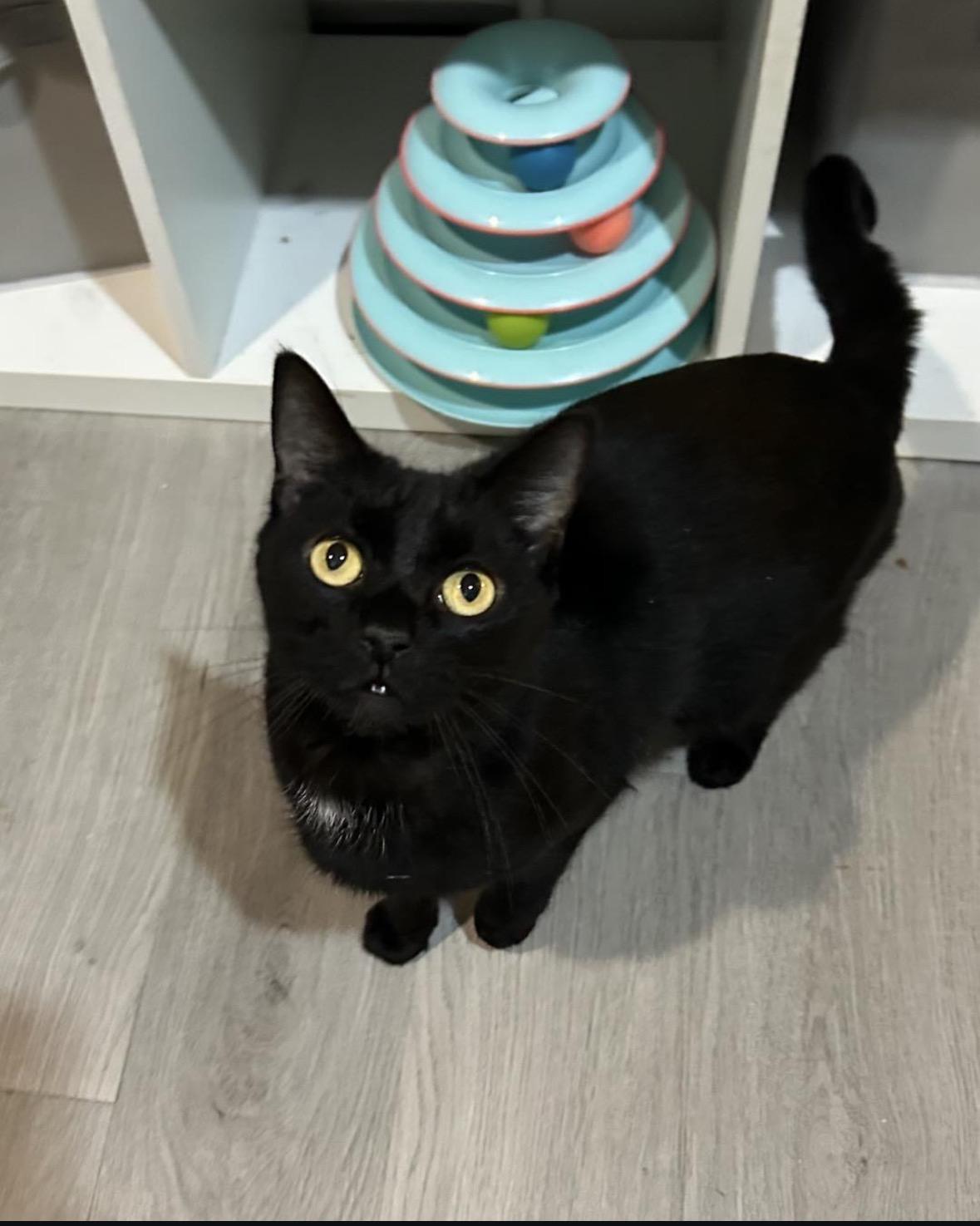 Spaghetti, adopted, Adult Female Domestic Short Hair.