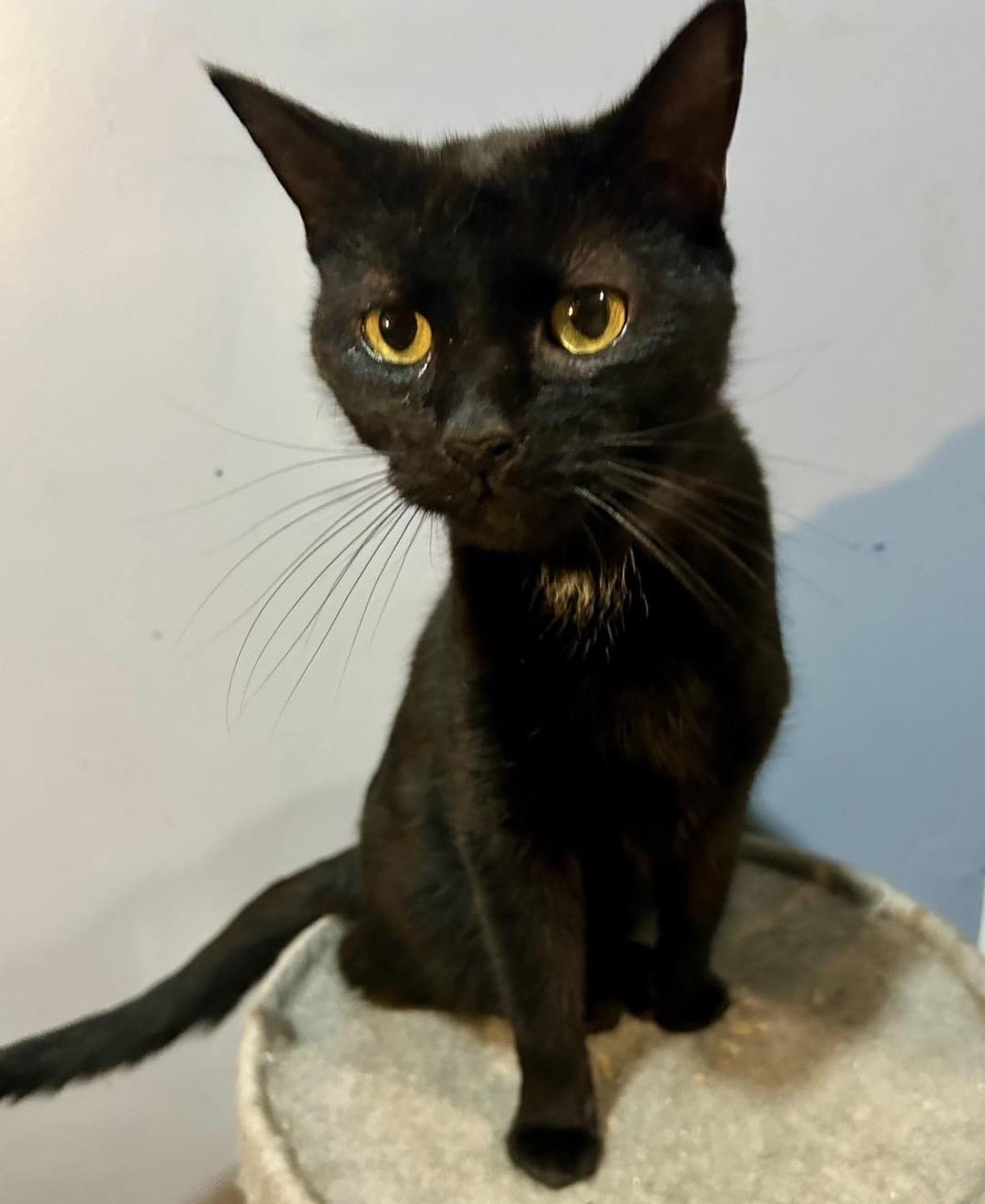 Spaghetti, an adopted Domestic Short Hair in Bellmawr, NJ image 2/5