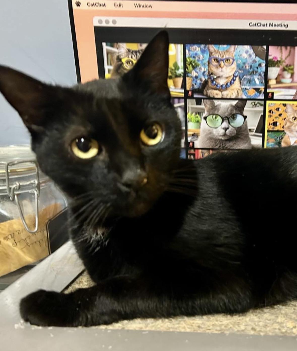 Spaghetti, an adopted Domestic Short Hair in Bellmawr, NJ image 3/5