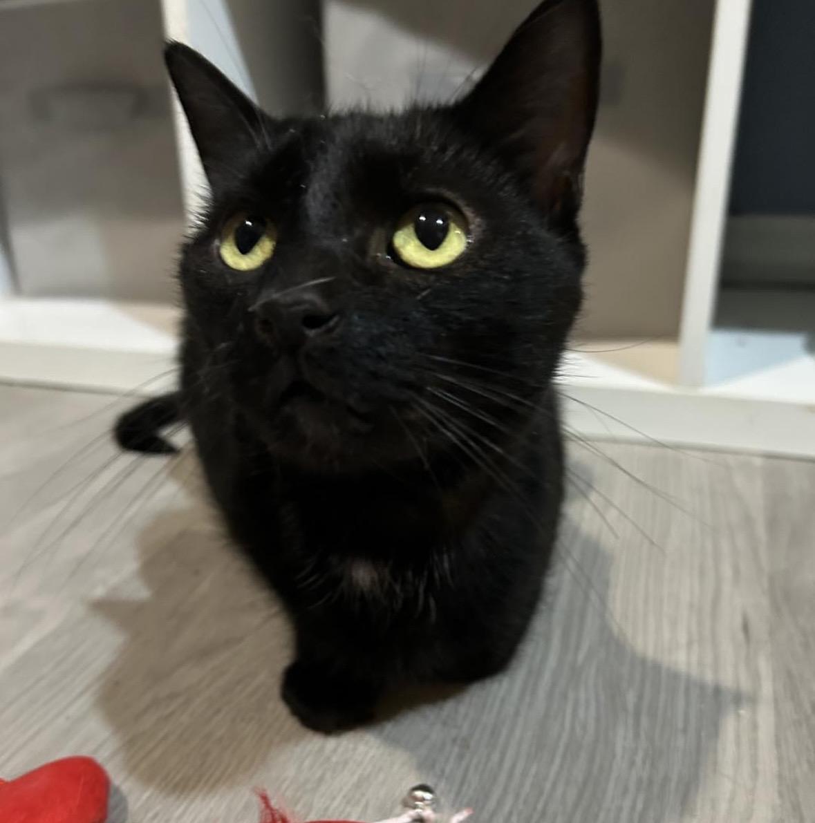 Spaghetti, an adopted Domestic Short Hair in Bellmawr, NJ image 5/5