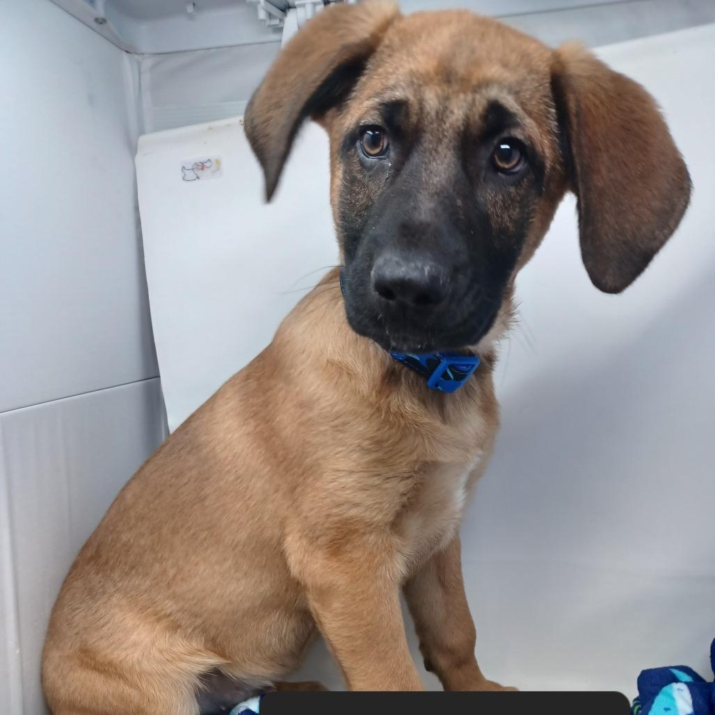 Noah, Adoptable, Puppy Male German Shepherd Dog.