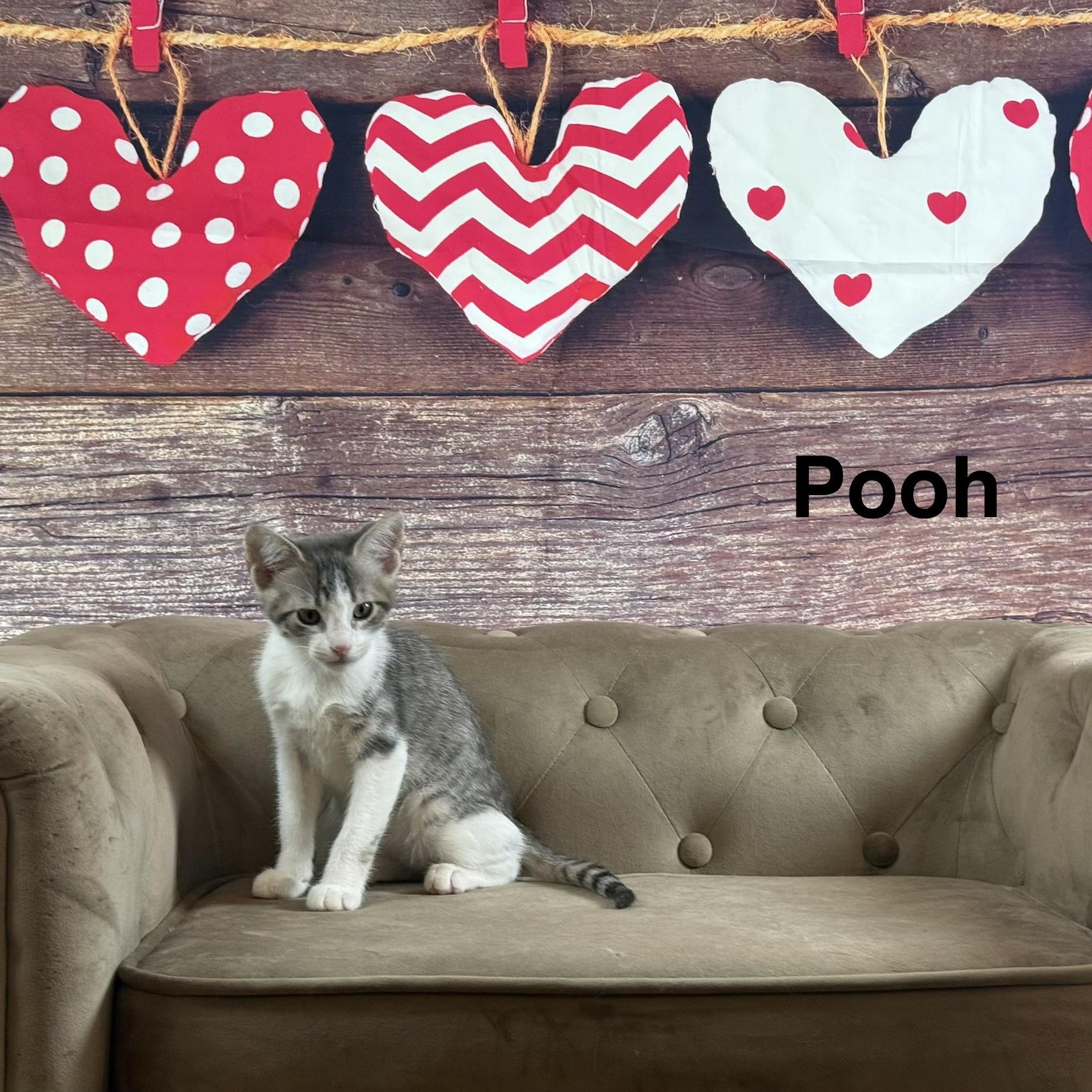 Enlarge Pooh, a Adoptable Domestic Short Hair in Latham, NY image 3/5