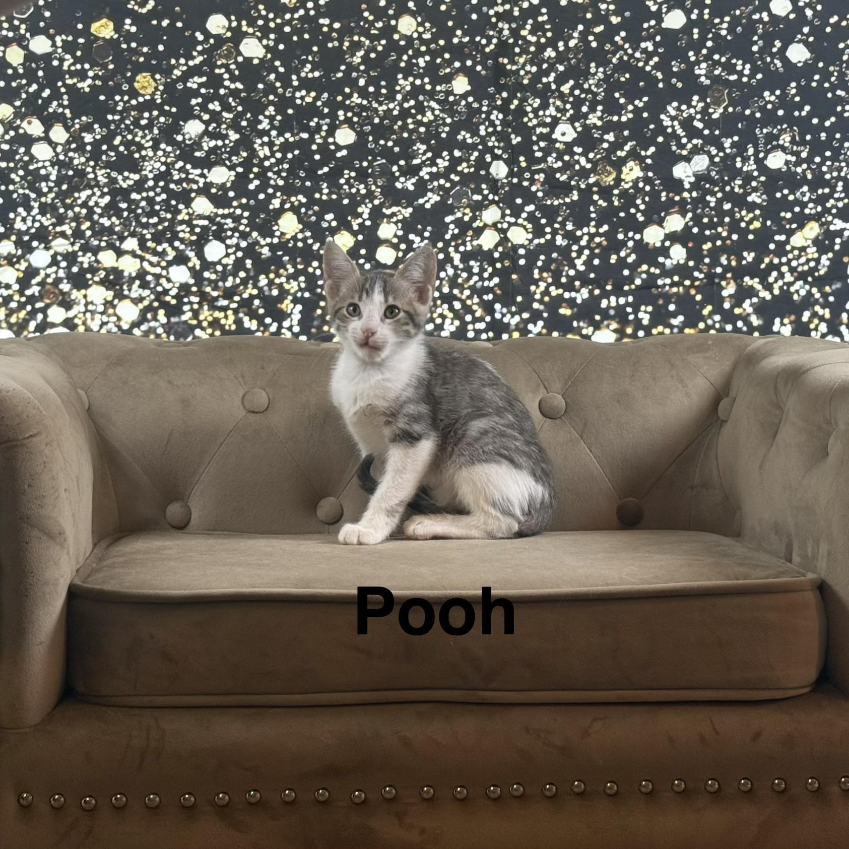Enlarge Pooh, a Adoptable Domestic Short Hair in Latham, NY image 5/5
