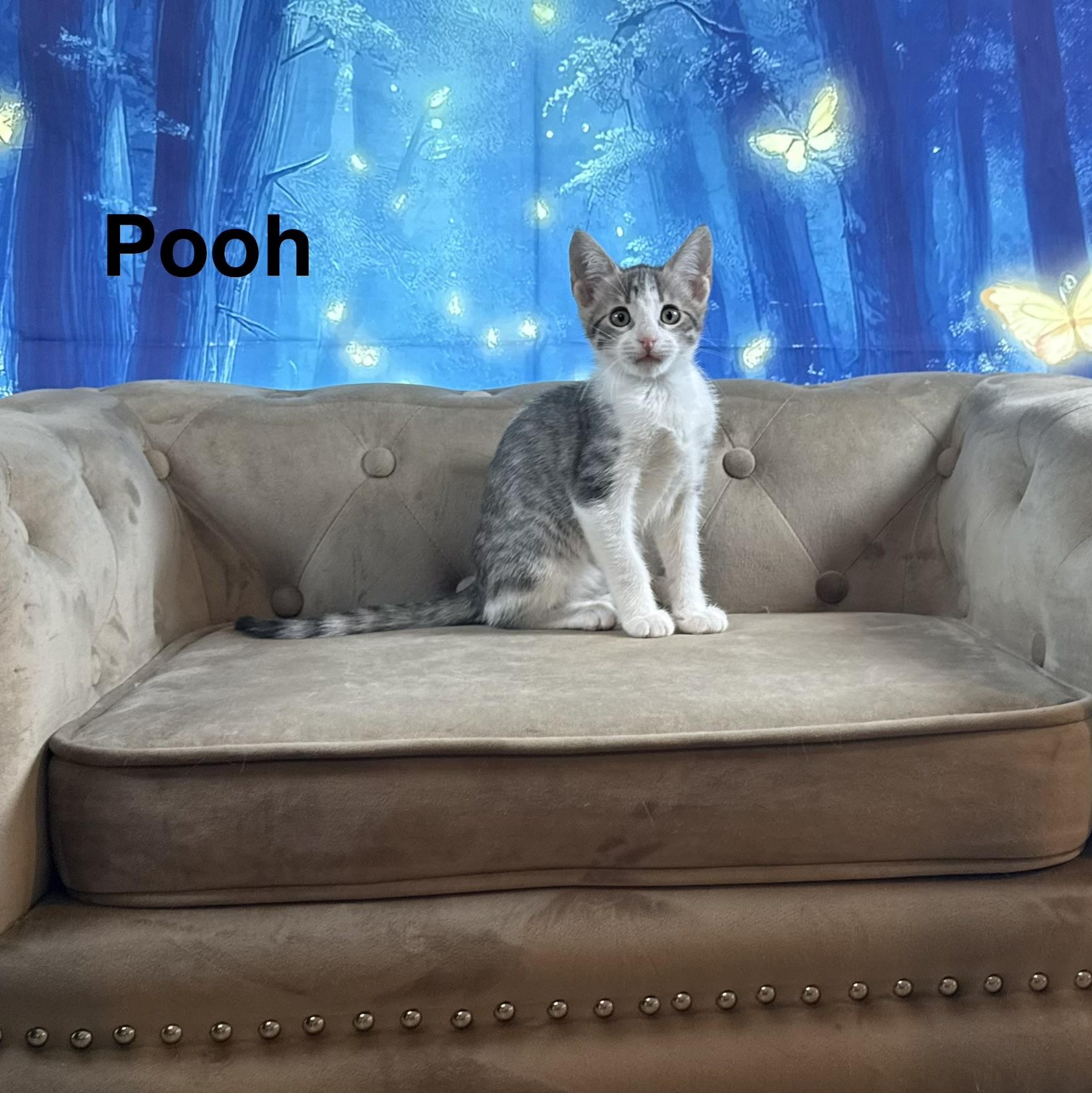 Enlarge Pooh, a Adoptable Domestic Short Hair in Latham, NY image 4/5