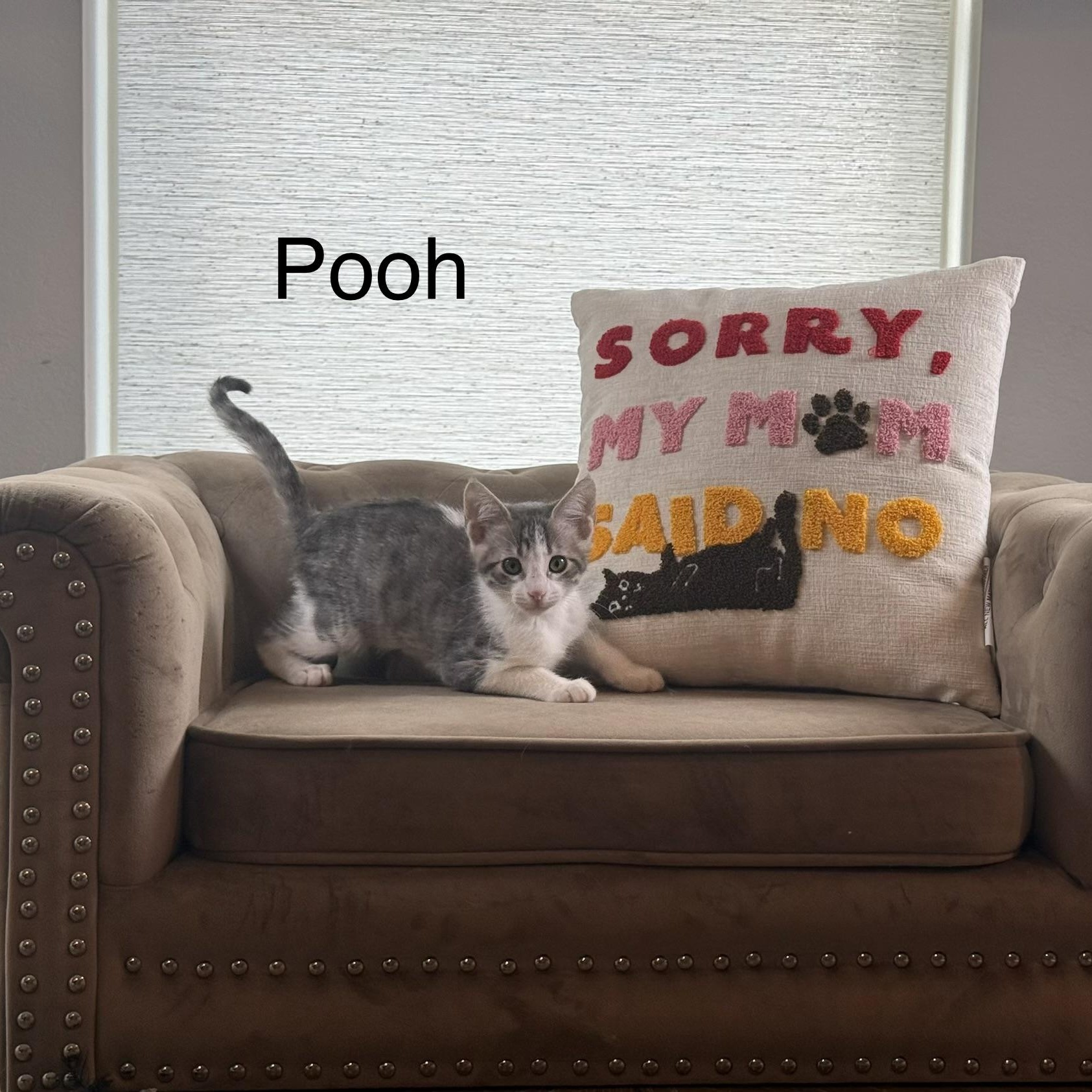 Enlarge Pooh, a Adoptable Domestic Short Hair in Latham, NY image 1/5
