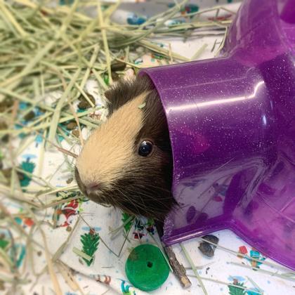 Peanut Butter, Adoptable, Adult Female Guinea Pig & Guinea Pig.