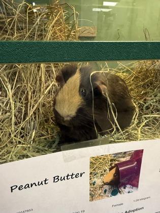 Enlarge Peanut Butter, a Adoptable mixed breed in Madison, WI image 2/3