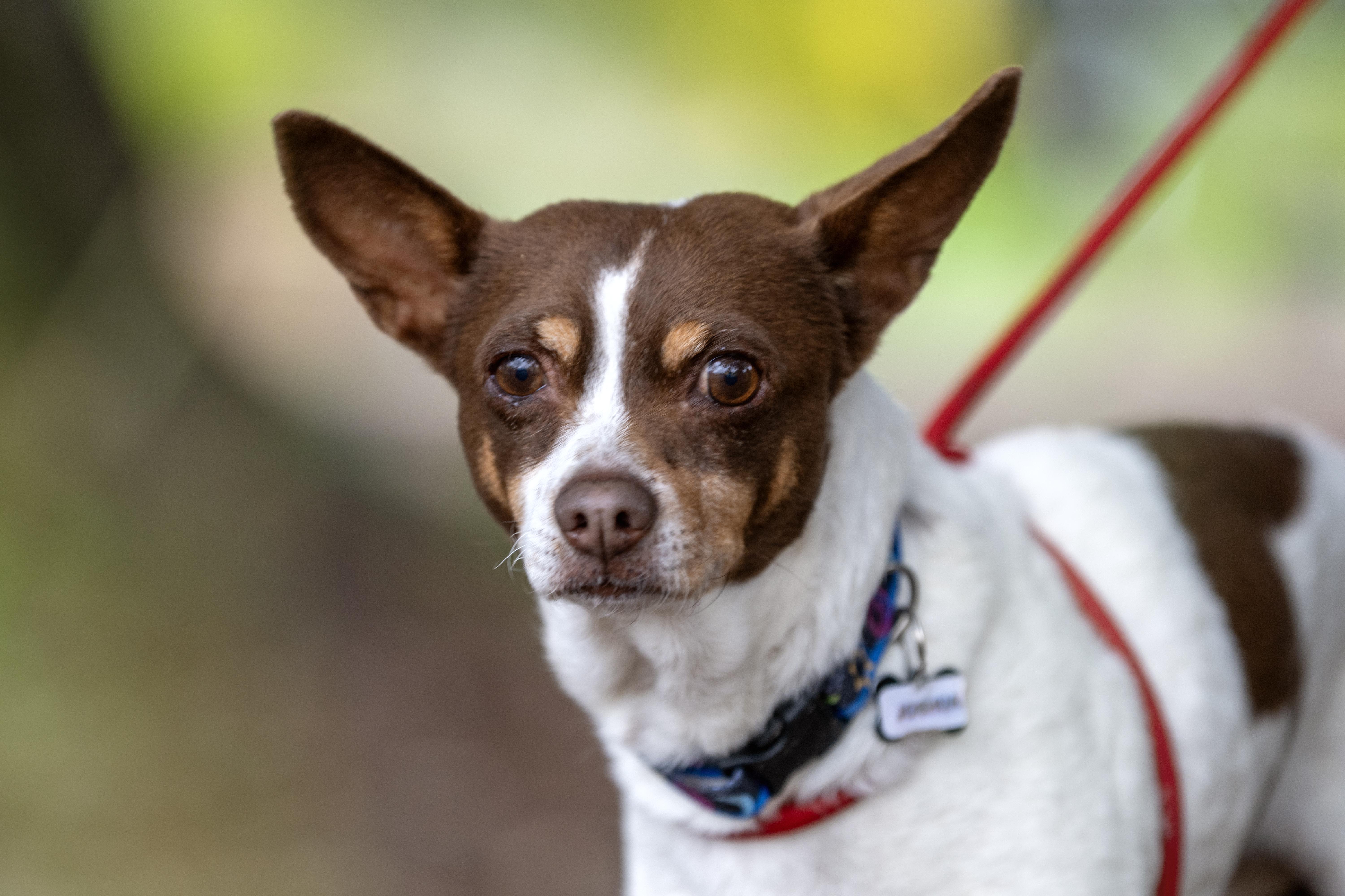 Joshua, Adult Male Terrier