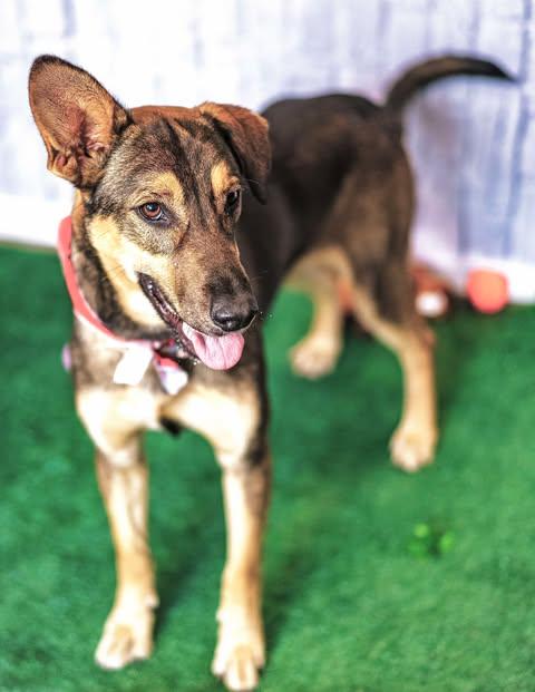 Princess Lea — thumbnail 5