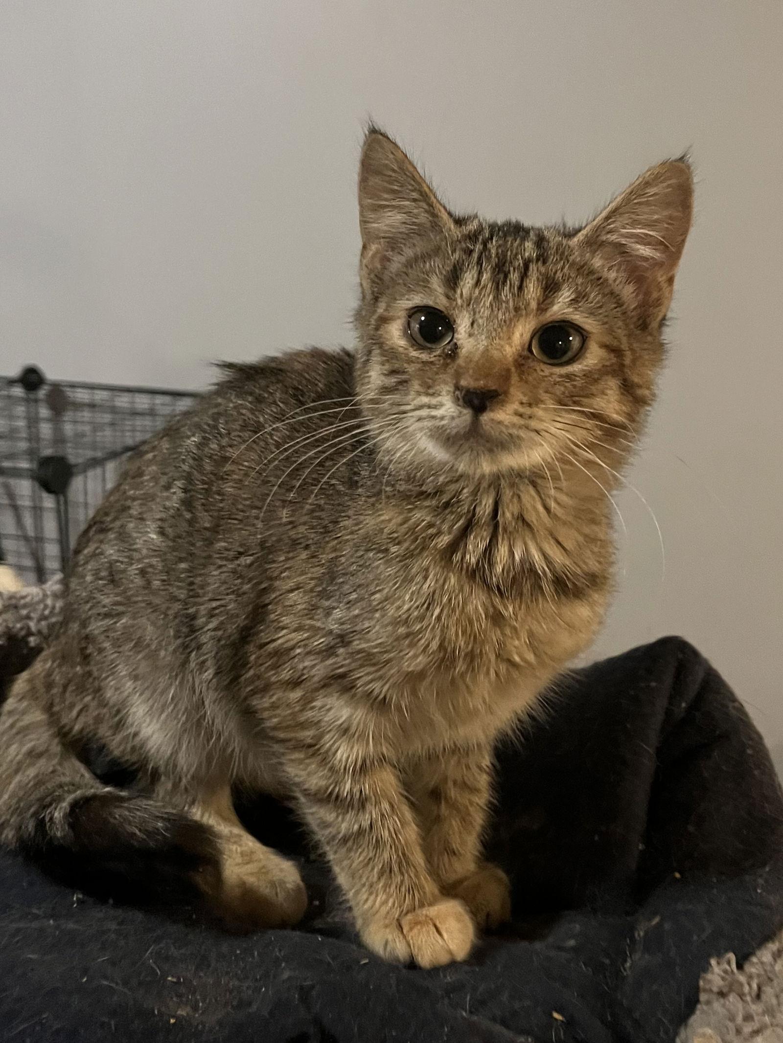 Enlarge Tiki, a Adoptable Tabby in Zimmerman, MN image 1/1