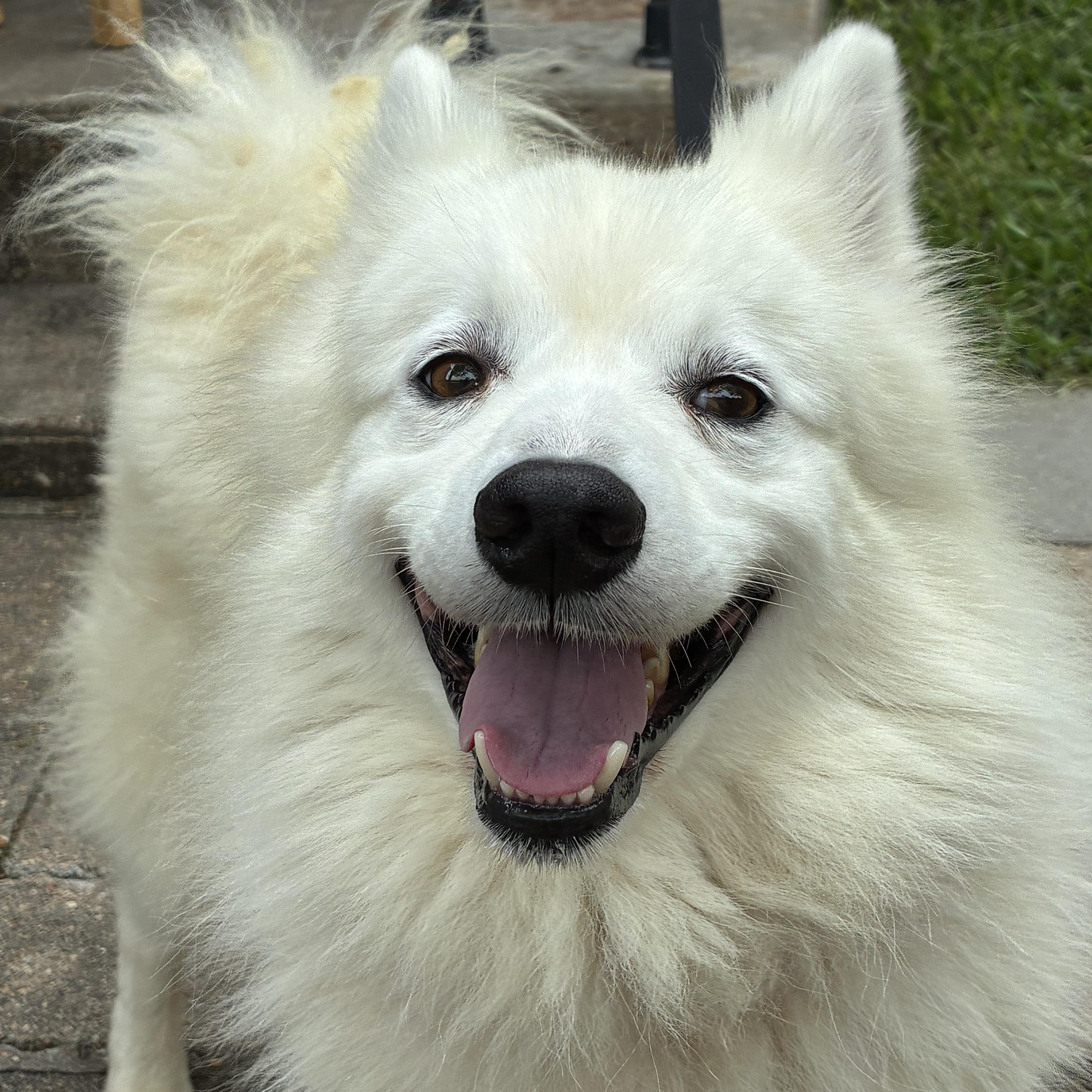 Avalanche (Val), a ADOPTABLE American Eskimo Dog in Houston, TX image 1/6