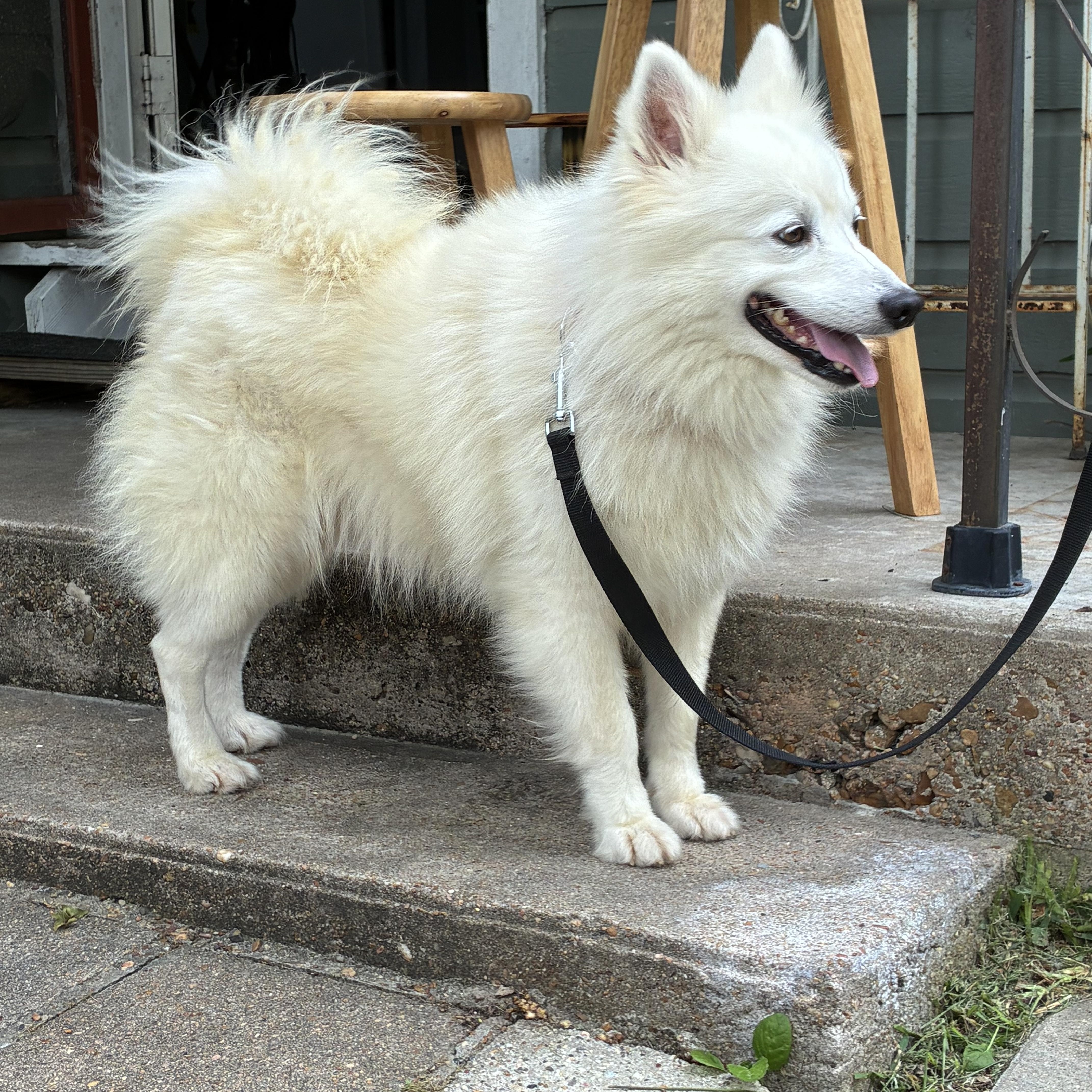 Avalanche (Val), a ADOPTABLE American Eskimo Dog in Houston, TX image 3/6