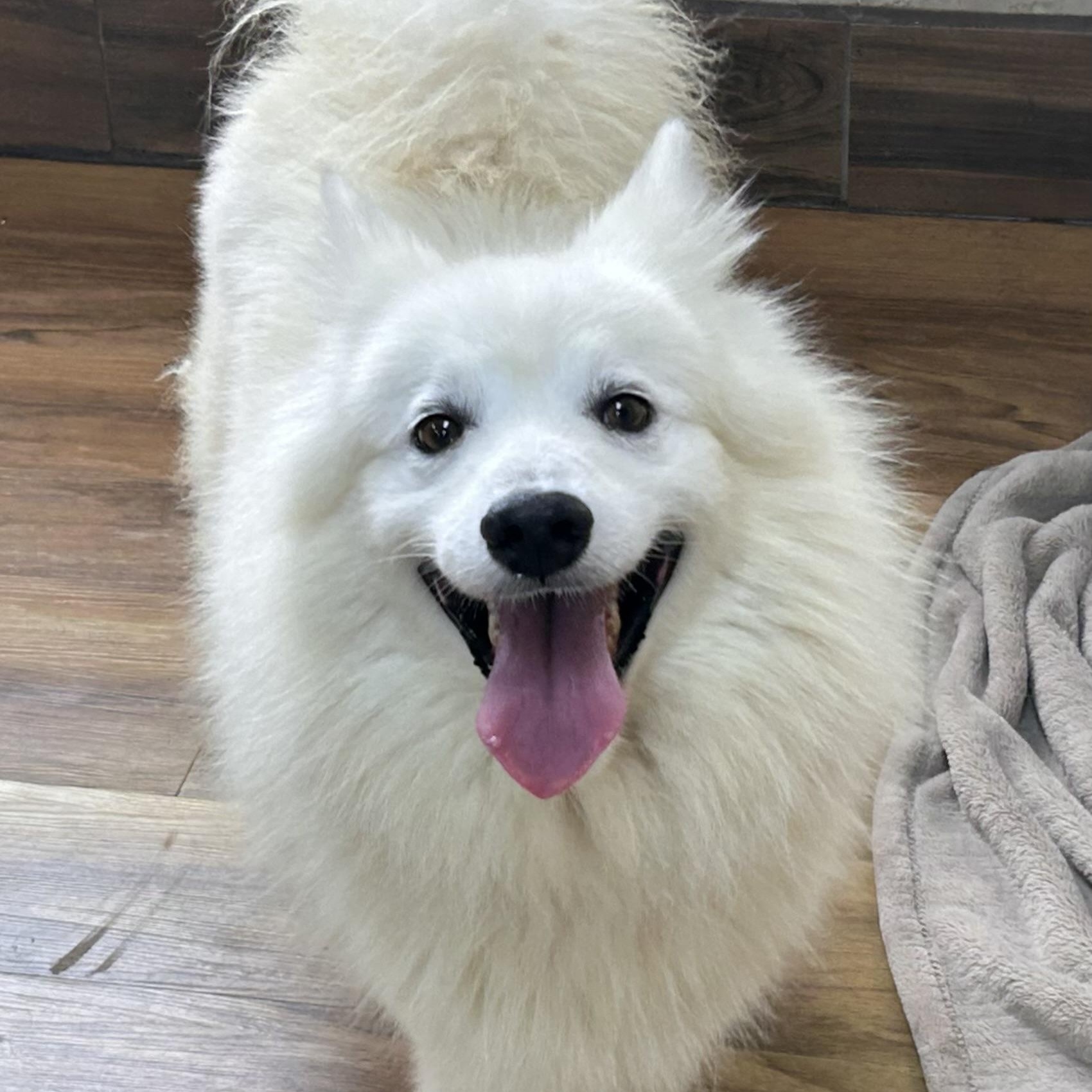 Avalanche (Val), a ADOPTABLE American Eskimo Dog in Houston, TX image 6/6