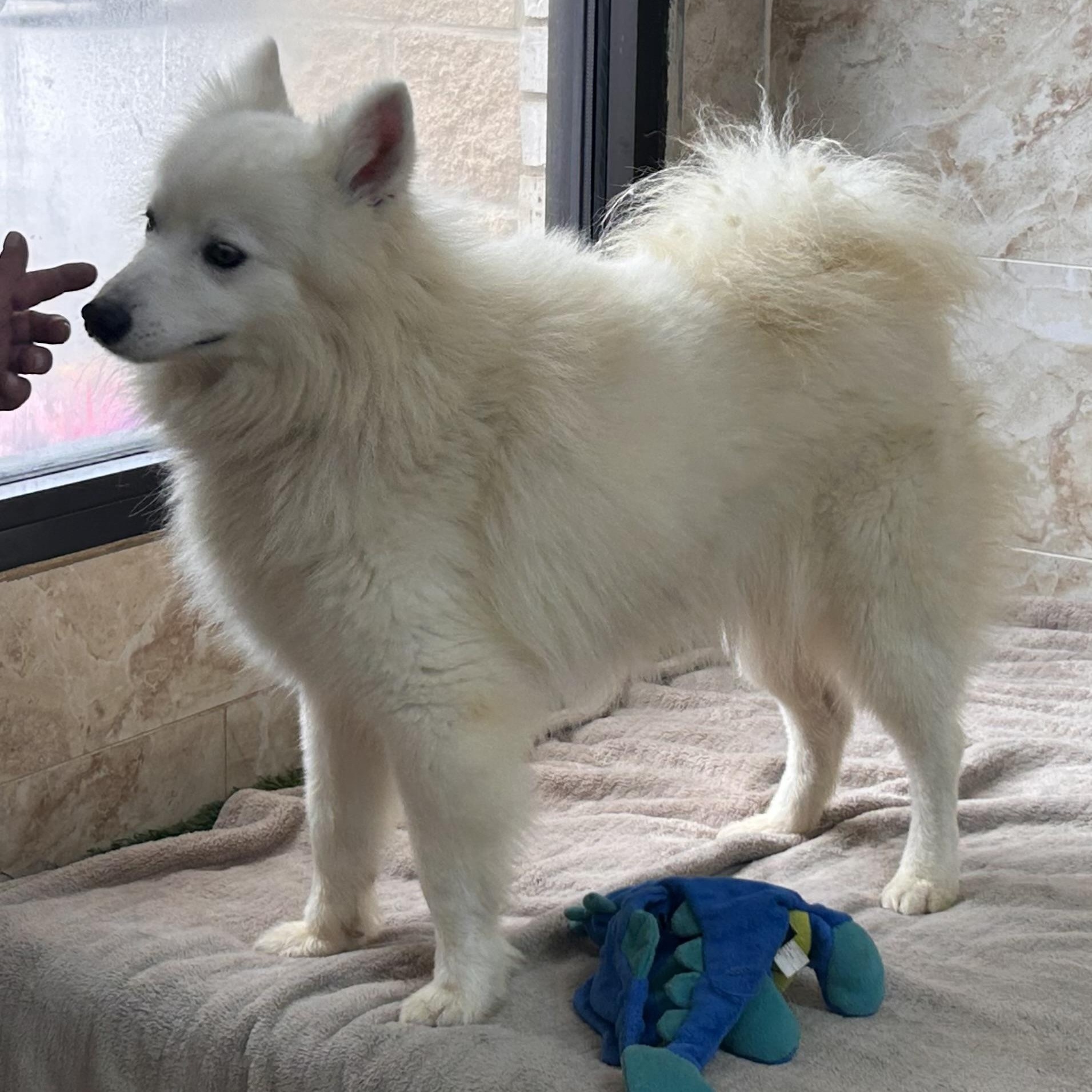 Avalanche (Val), a ADOPTABLE American Eskimo Dog in Houston, TX image 4/6