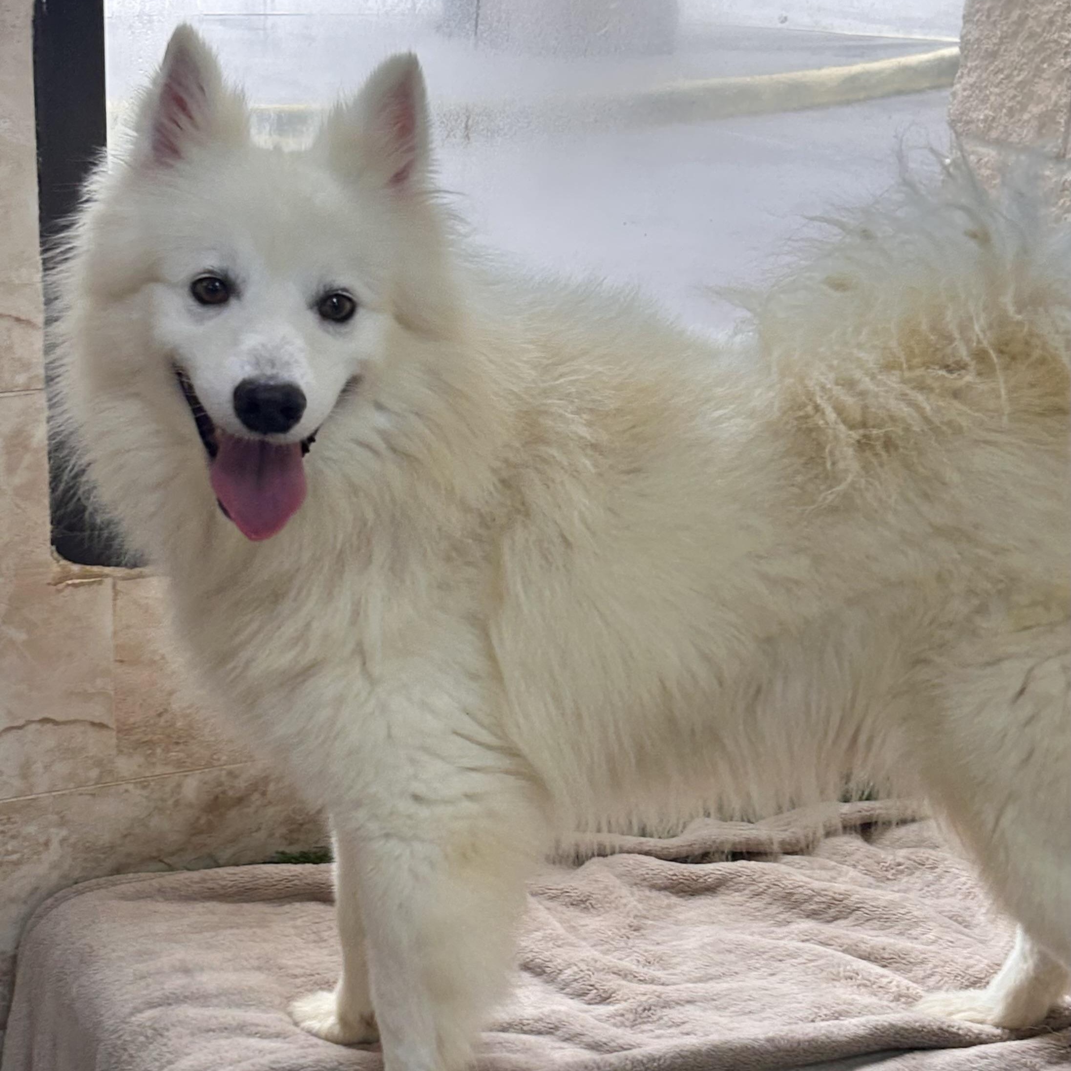 Avalanche (Val), a ADOPTABLE American Eskimo Dog in Houston, TX image 5/6