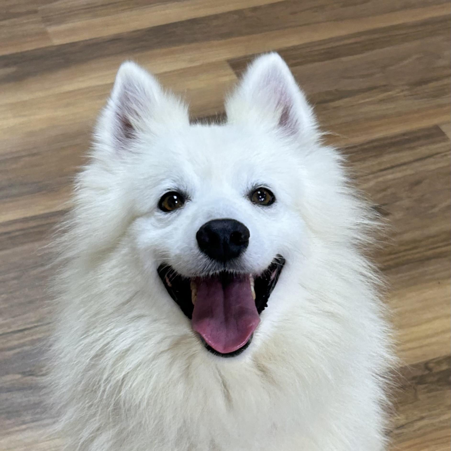 Avalanche (Val), a ADOPTABLE American Eskimo Dog in Houston, TX image 2/6