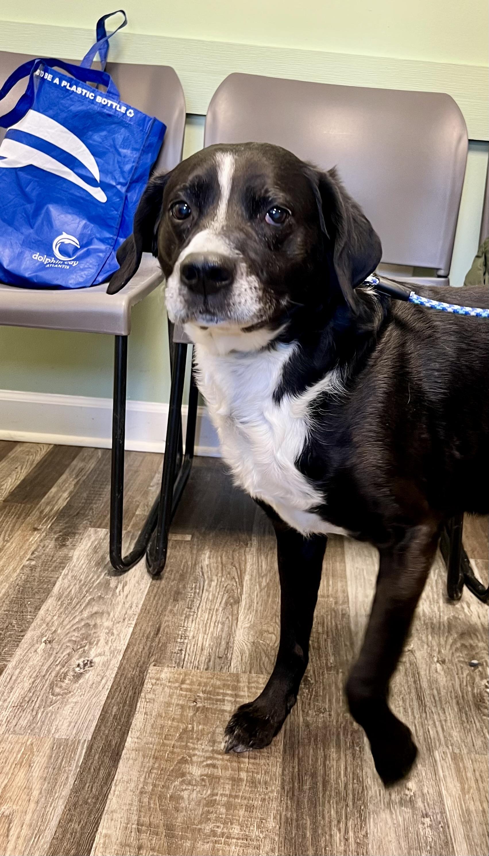 Enlarge Chewy & Dee, a ADOPTABLE mixed breed in St. Ignace, MI image 2/3