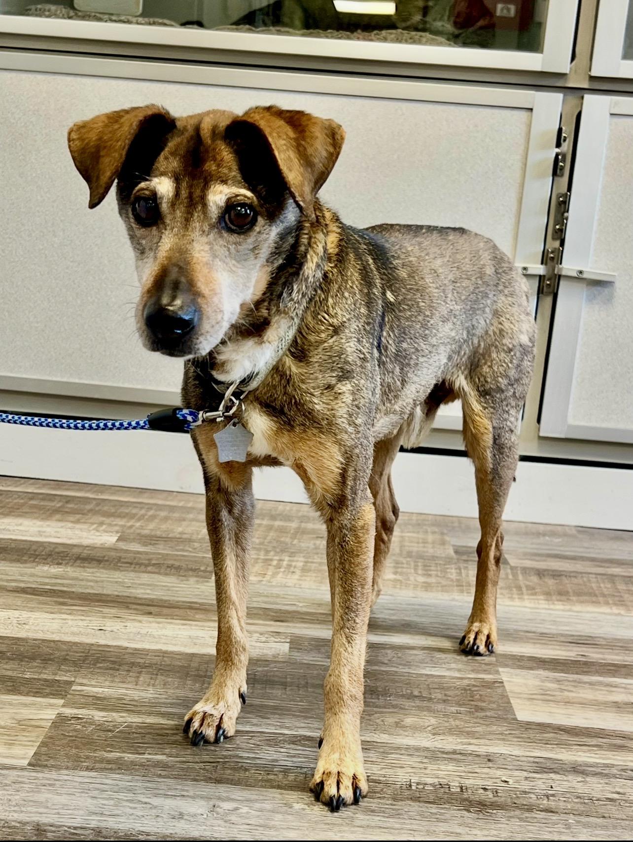 Enlarge Chewy & Dee, a ADOPTABLE mixed breed in St. Ignace, MI image 3/3