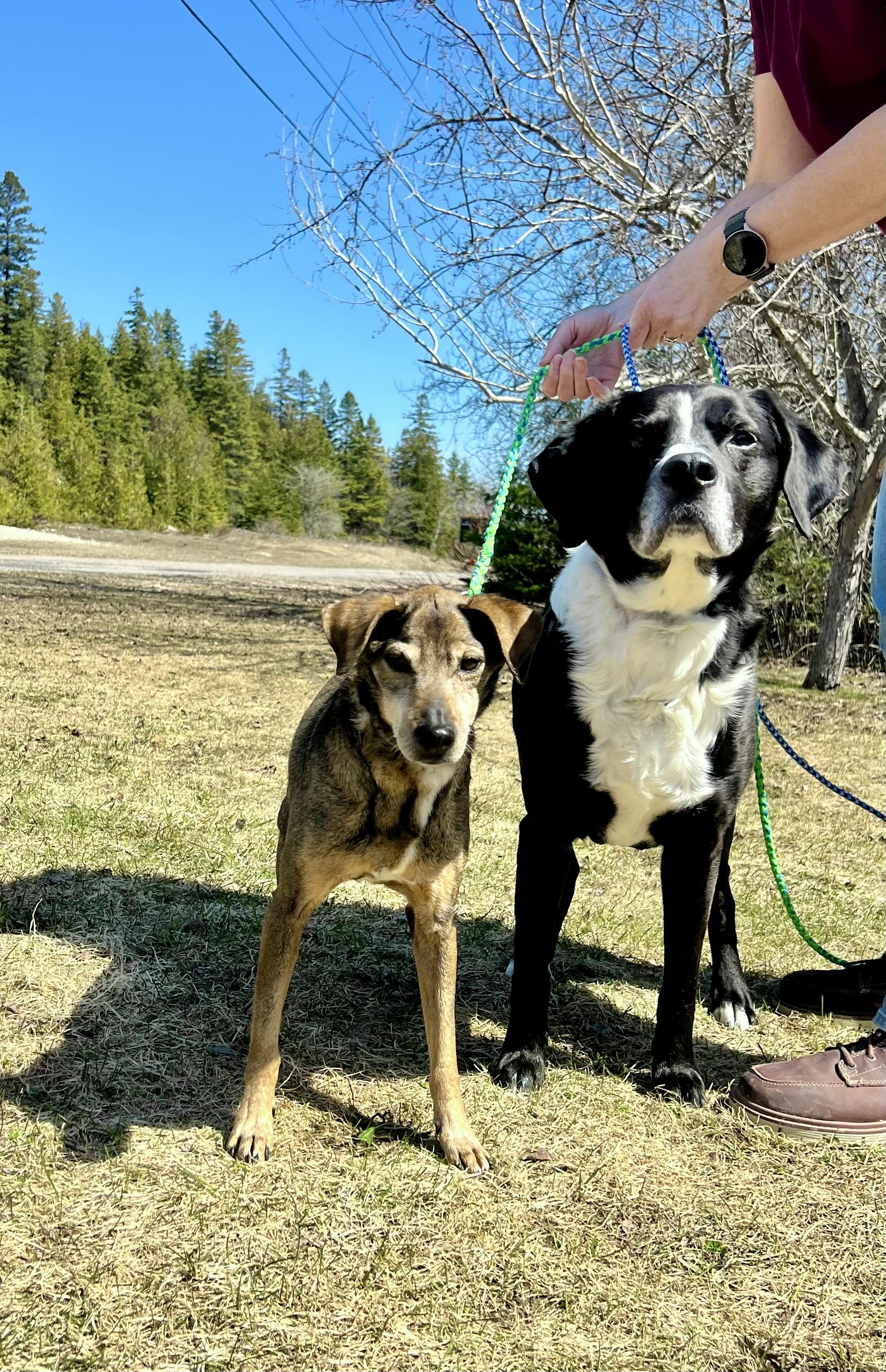 Enlarge Chewy & Dee, a ADOPTABLE mixed breed in St. Ignace, MI image 1/3