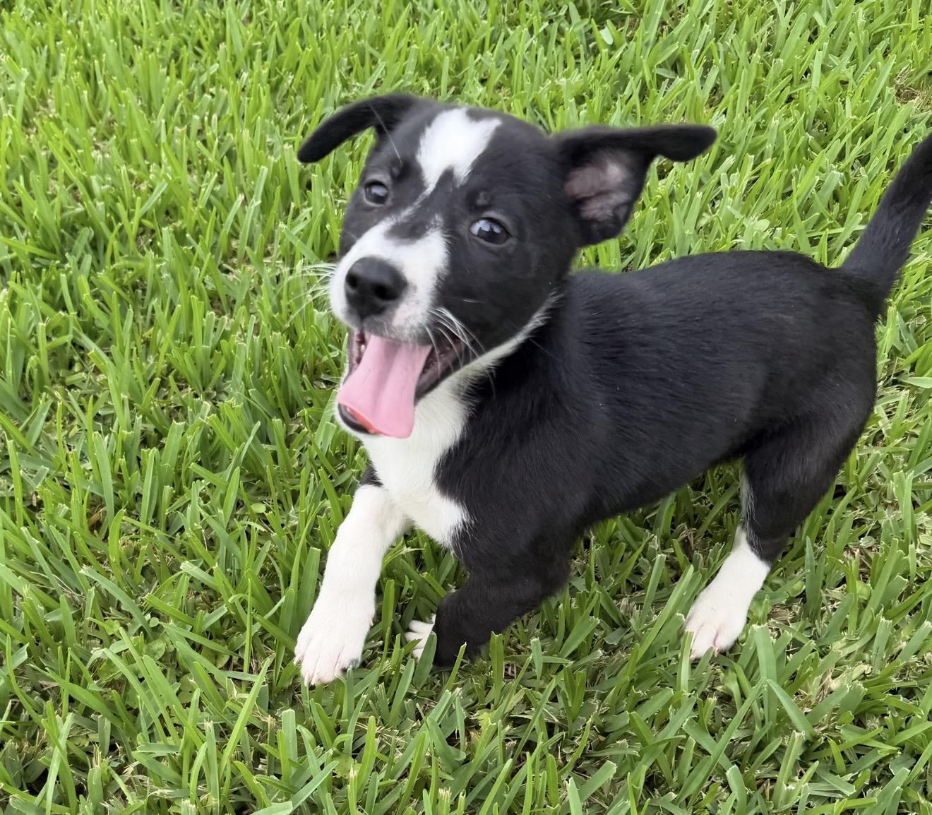 Ezio, a ADOPTABLE mixed breed in Westerly, RI image 2/4