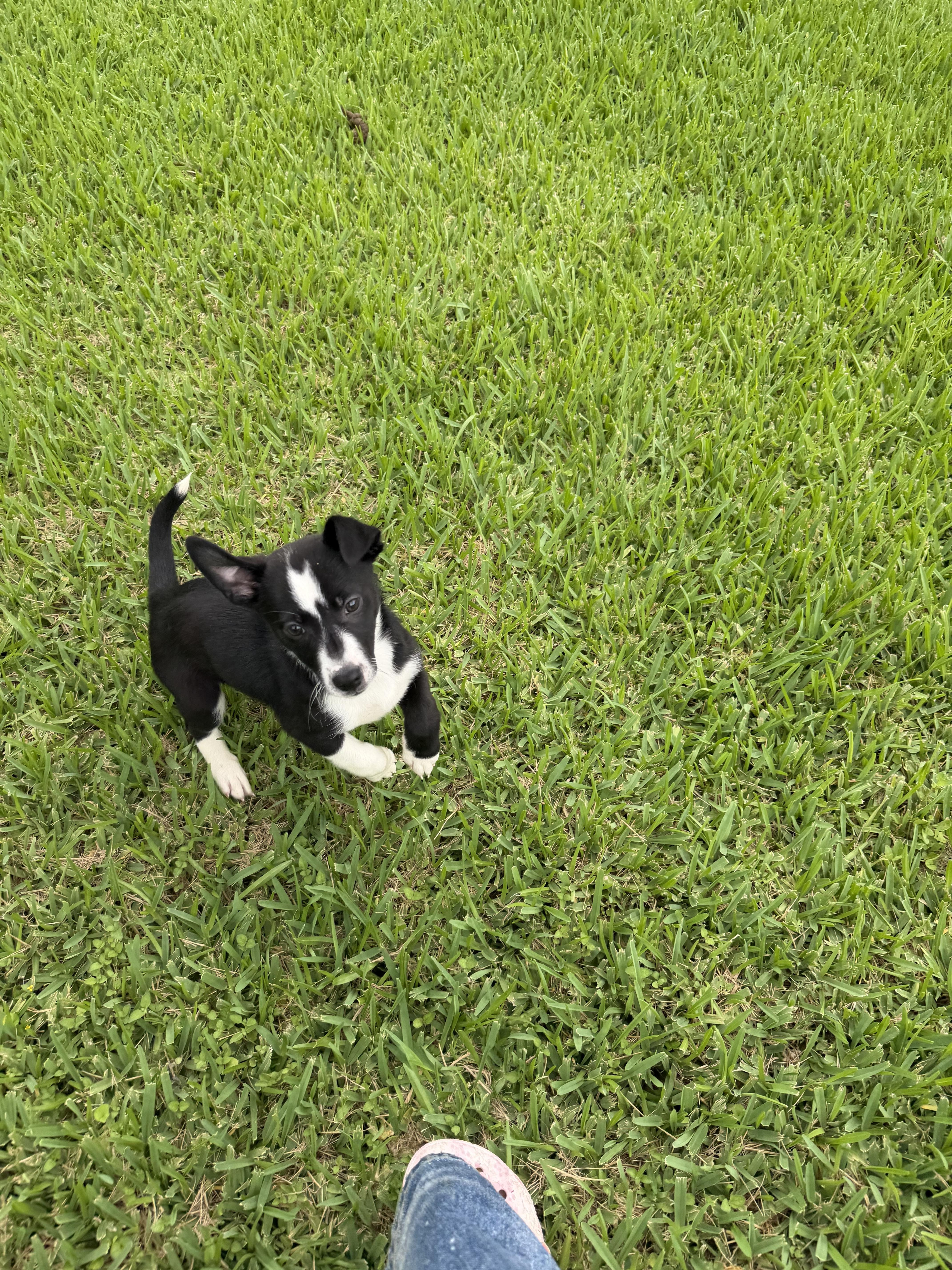 Ezio, ADOPTABLE, Young Male Chihuahua.