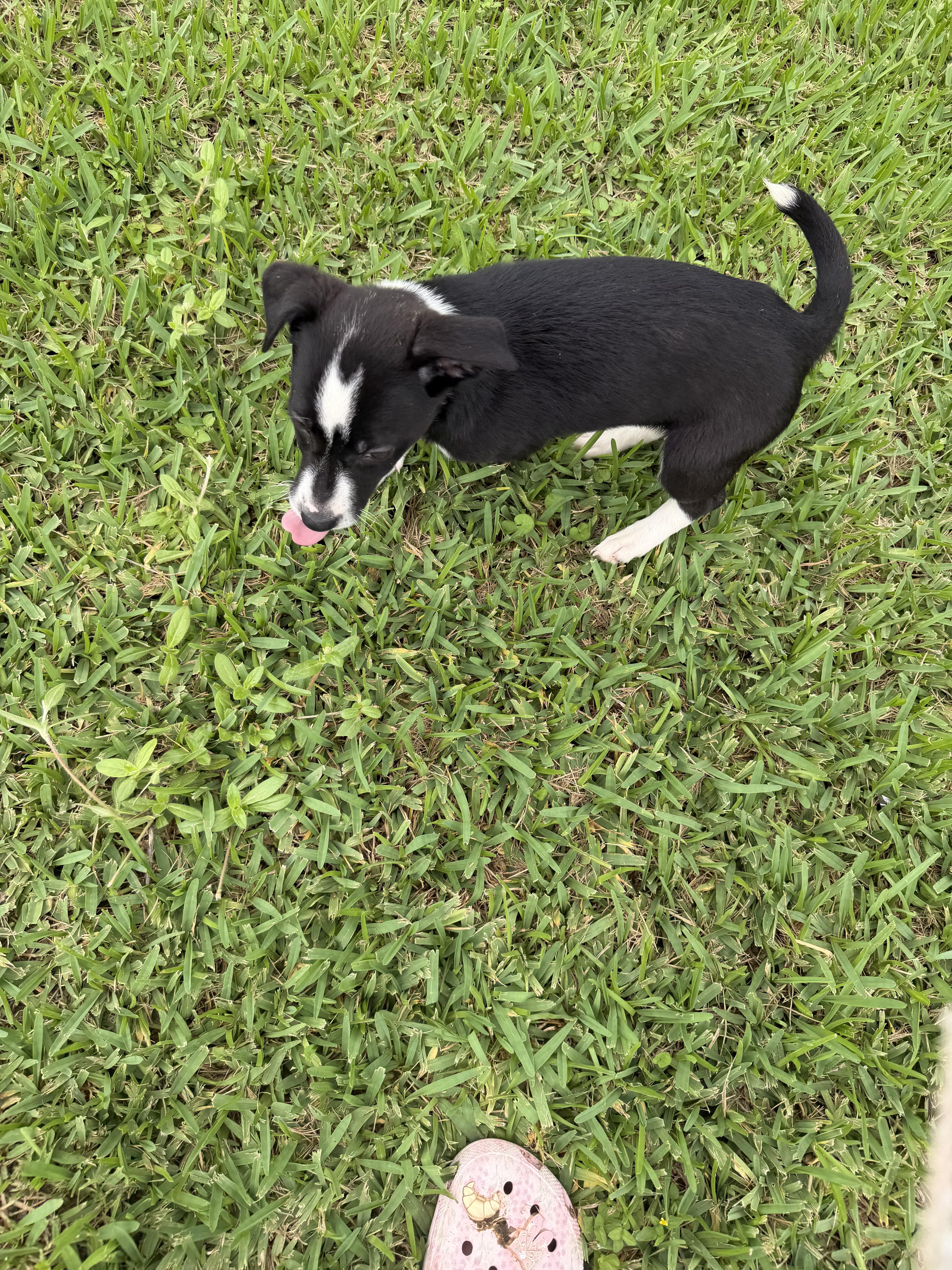 Ezio, a ADOPTABLE mixed breed in Westerly, RI image 4/4