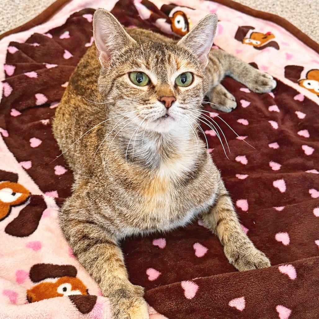 Charlotte, Adoptable, Young Female Domestic Short Hair.