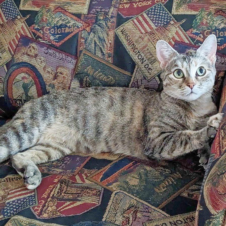 Enlarge Charlotte, a Adoptable Domestic Short Hair in Flower Mound, TX image 2/4