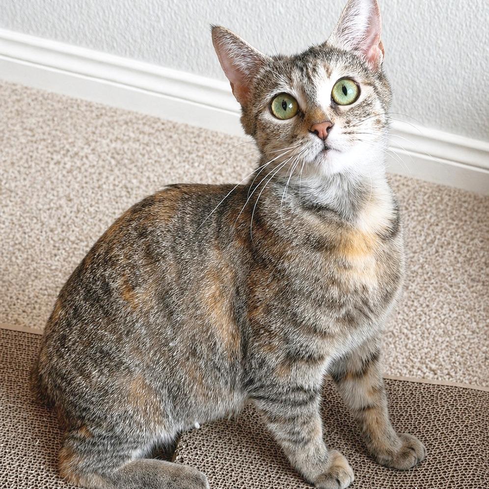 Charlotte, Adoptable, Young Female Domestic Short Hair.