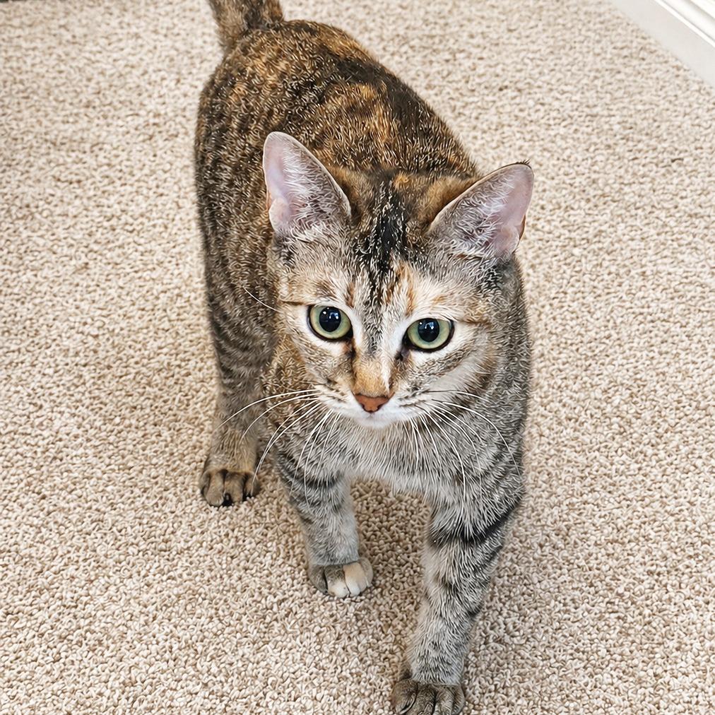 Enlarge Charlotte, a Adoptable Domestic Short Hair in Flower Mound, TX image 4/4