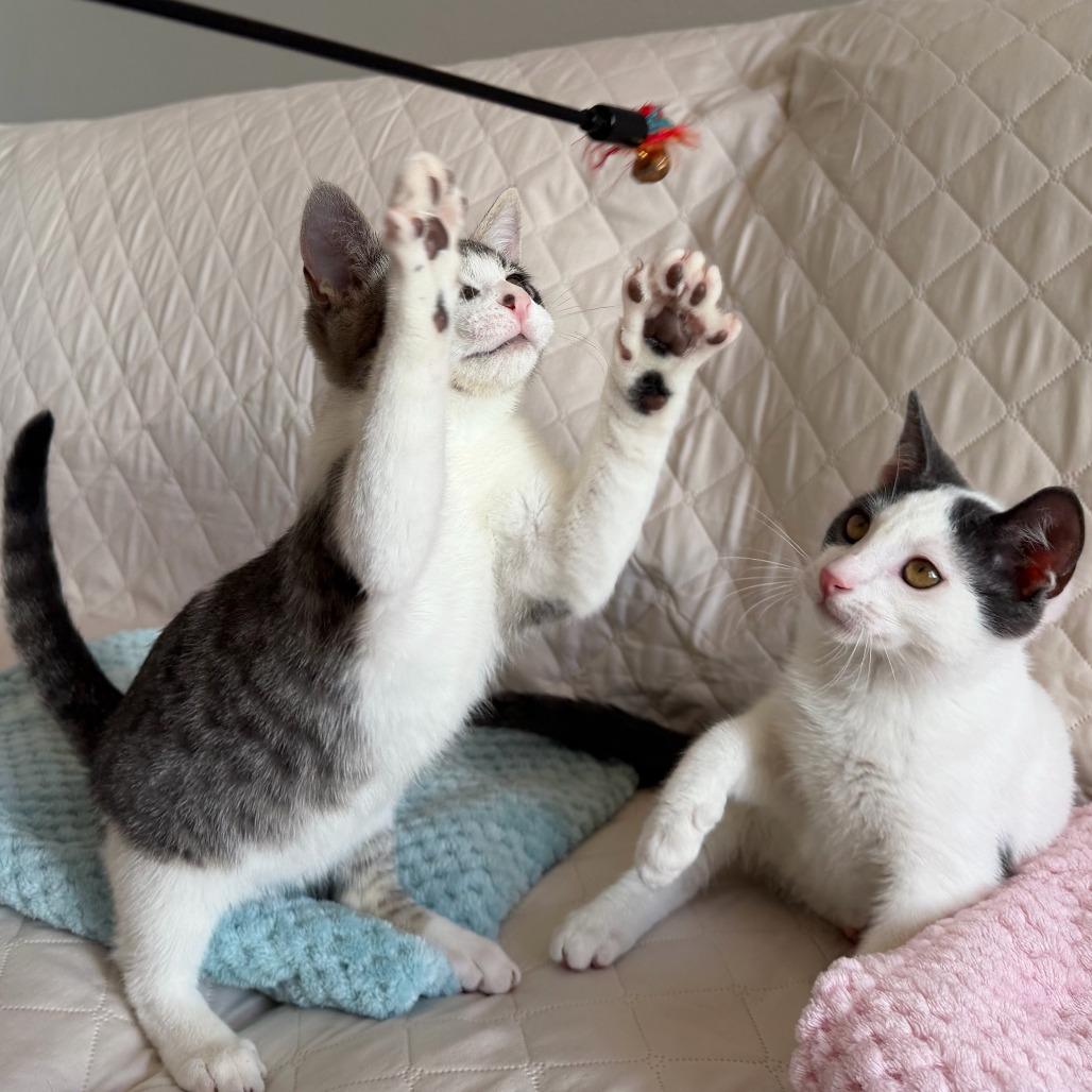 Rocky (bonded with Marshall), Adoptable, Kitten Male Domestic Short Hair.
