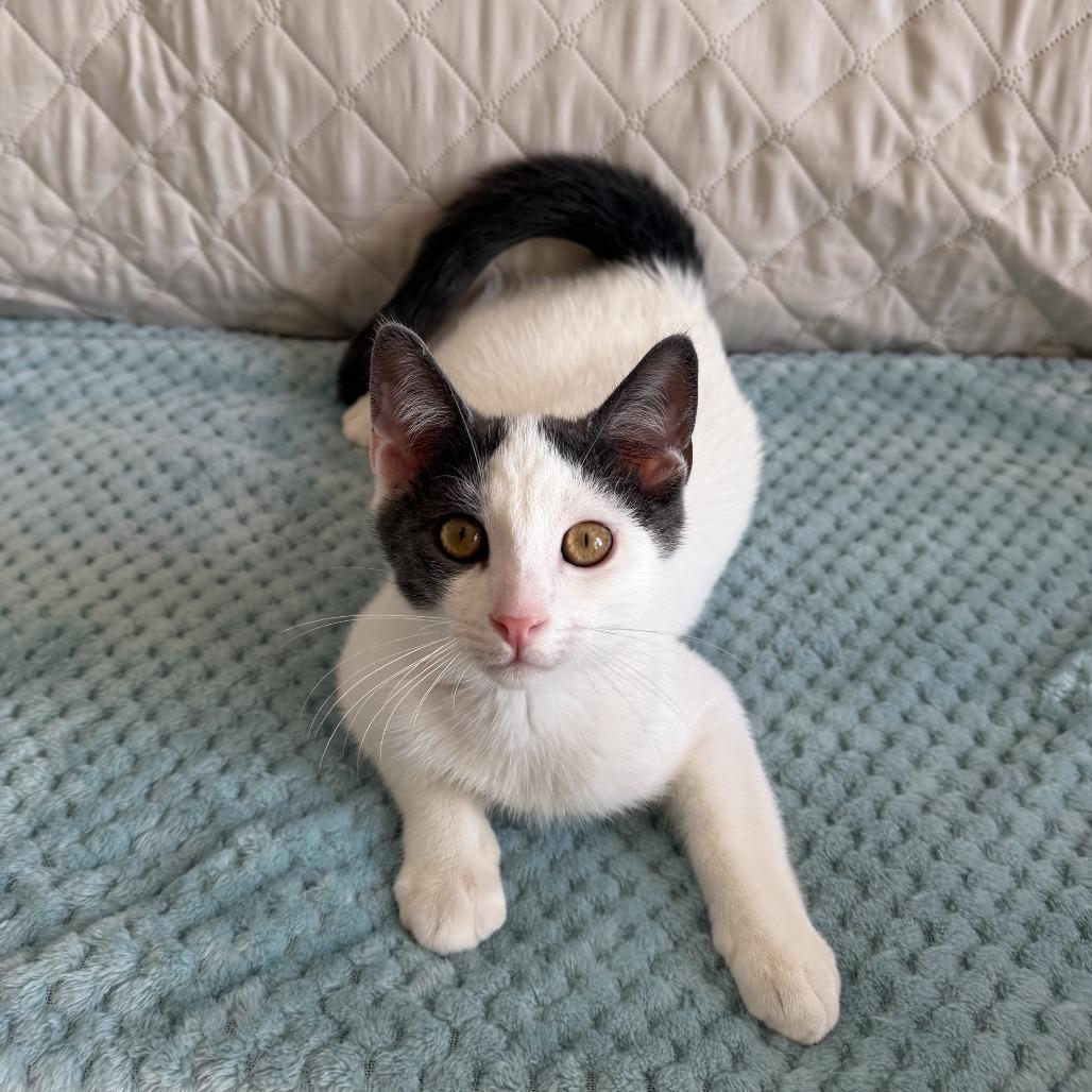Enlarge Rocky (bonded with Marshall), a Adoptable Domestic Short Hair in Santa Rosa, CA image 2/4