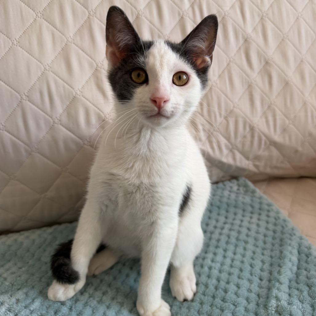Enlarge Rocky (bonded with Marshall), a Adoptable Domestic Short Hair in Santa Rosa, CA image 3/4